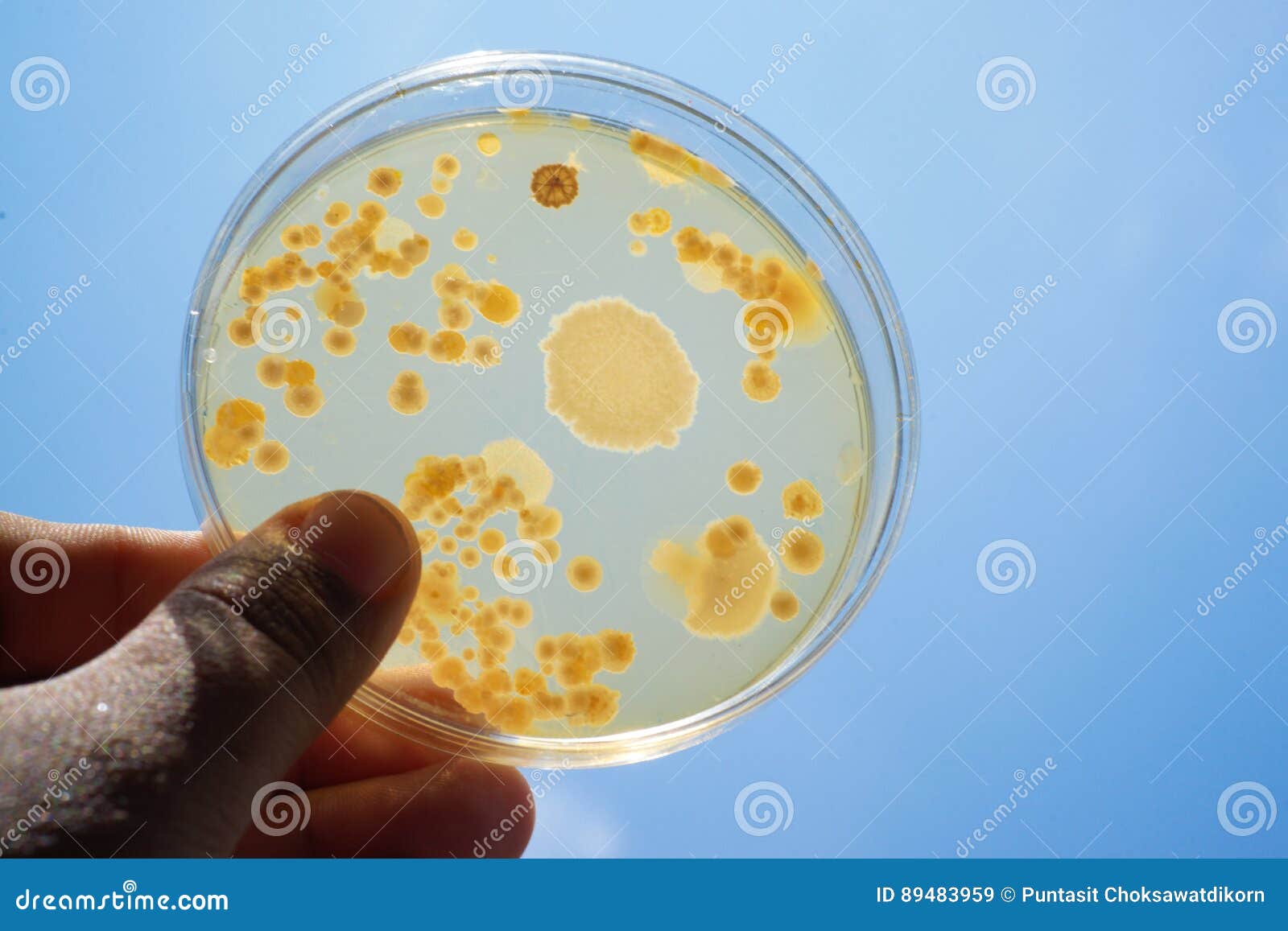 Colony of Bacteria in Culture Medium Plate Stock Image Image of