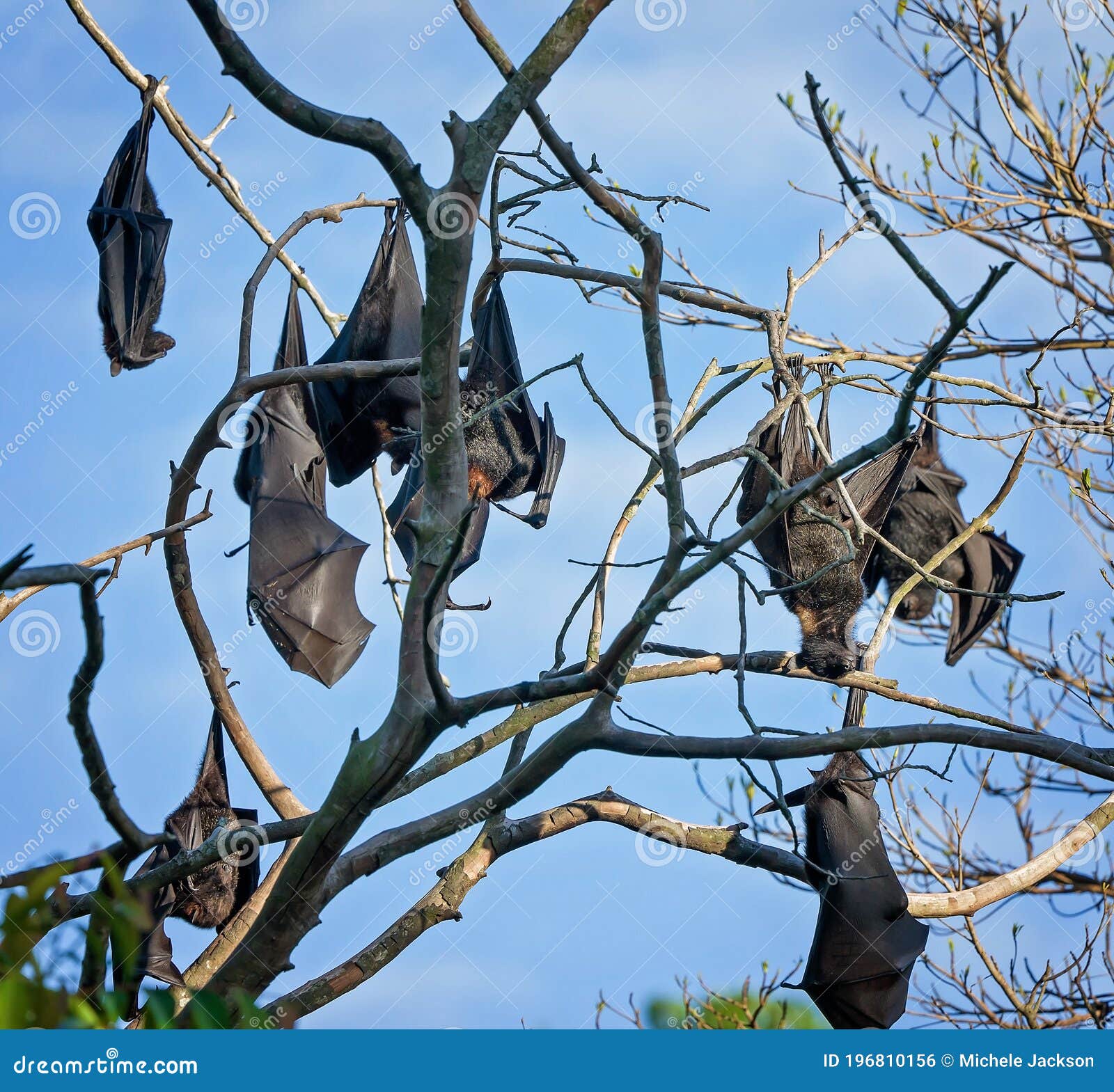 Top 34+ Wallpapers how many bats are in a cauldron Latest Top 34+ Wallpapers how many bats are in a cauldron Latest