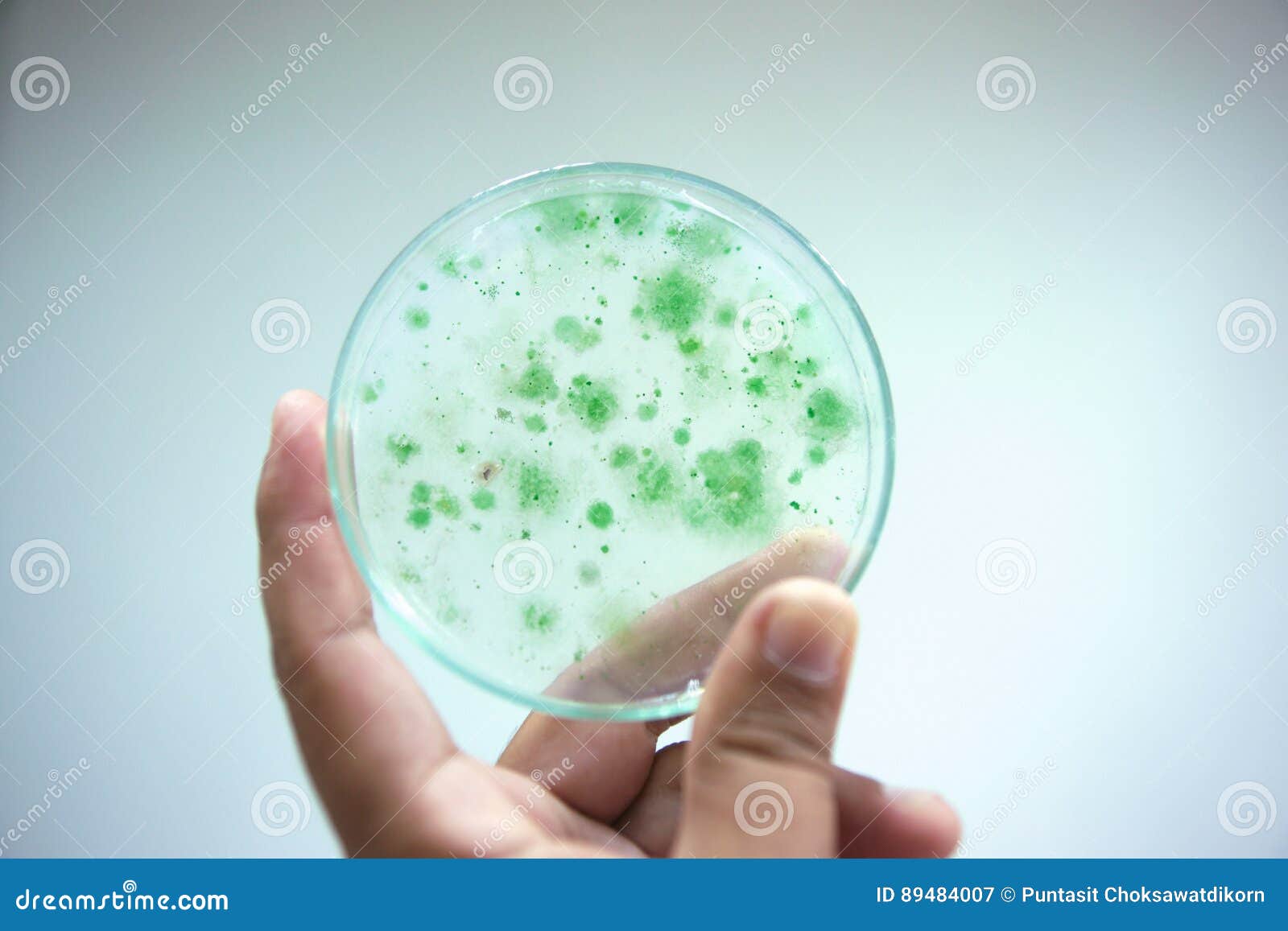 colony of blue green algae in culture medium plate.