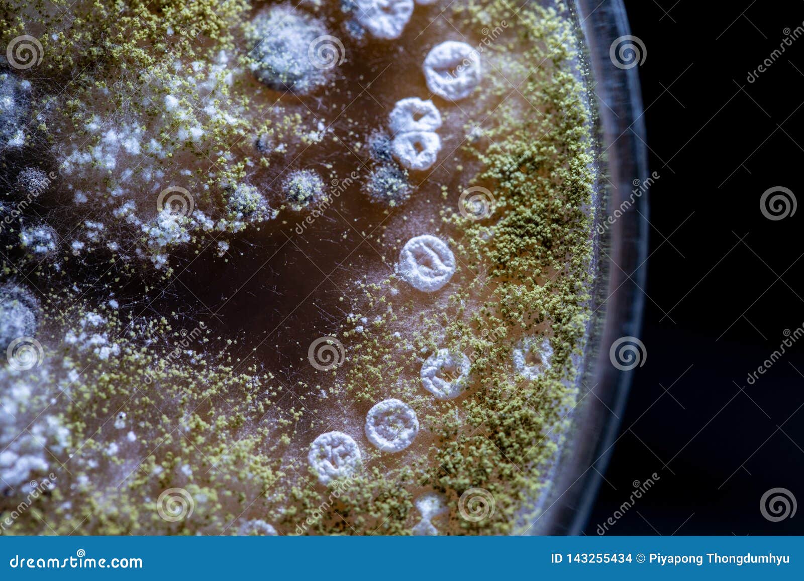 characteristic of actinomyces, bacteria, yeast and mold on selective media from soil samples for study in laboratory microbiology.