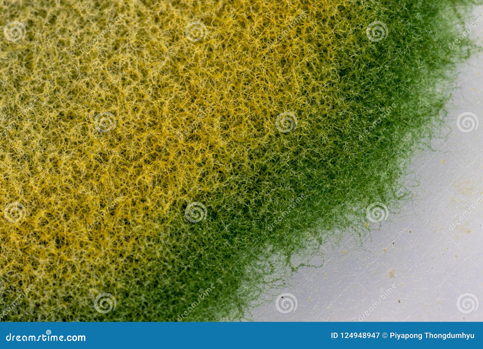 Colony Characteristics of Fungus and Algae in Petri Dish for Education ...