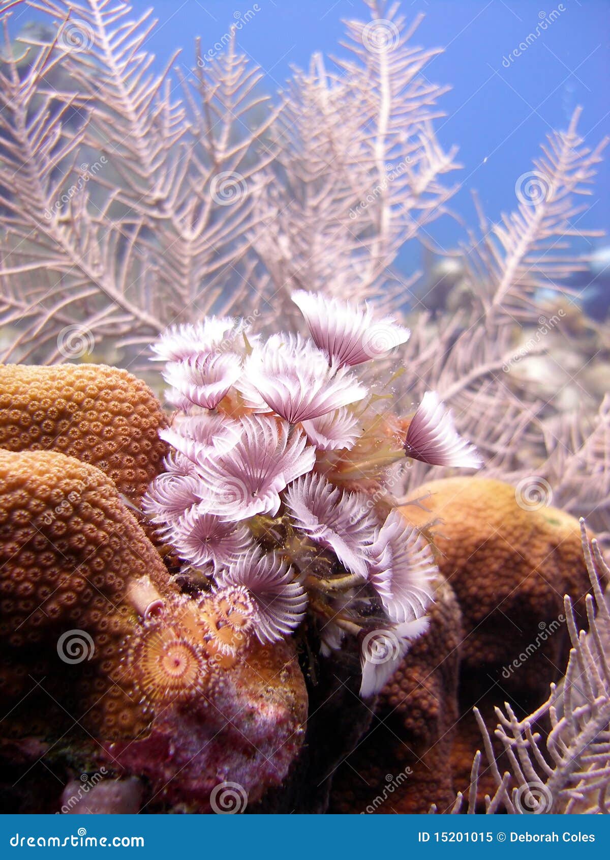 Colony of Feather Duster Worms Stock Image Image of marine, fish