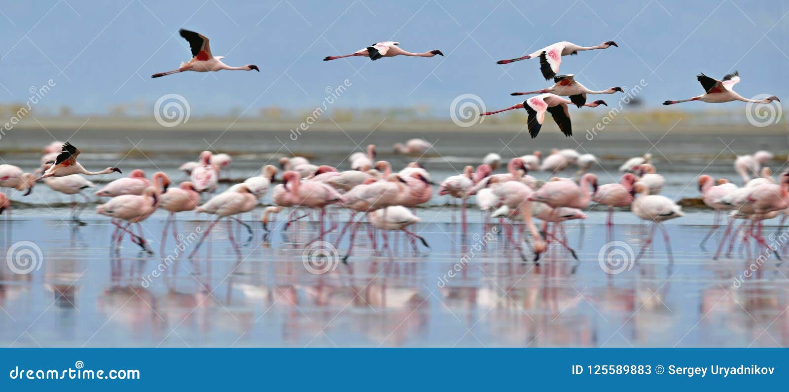 lake natron flamingo lake natron flamingo
