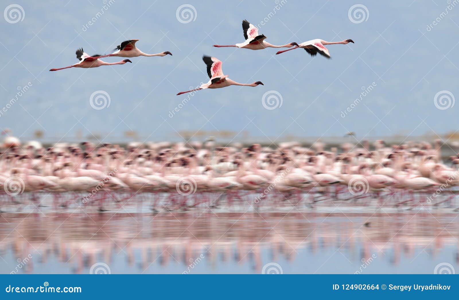 lesser flamingos on lake natron in tanzania lesser flamingos on lake natron in tanzania