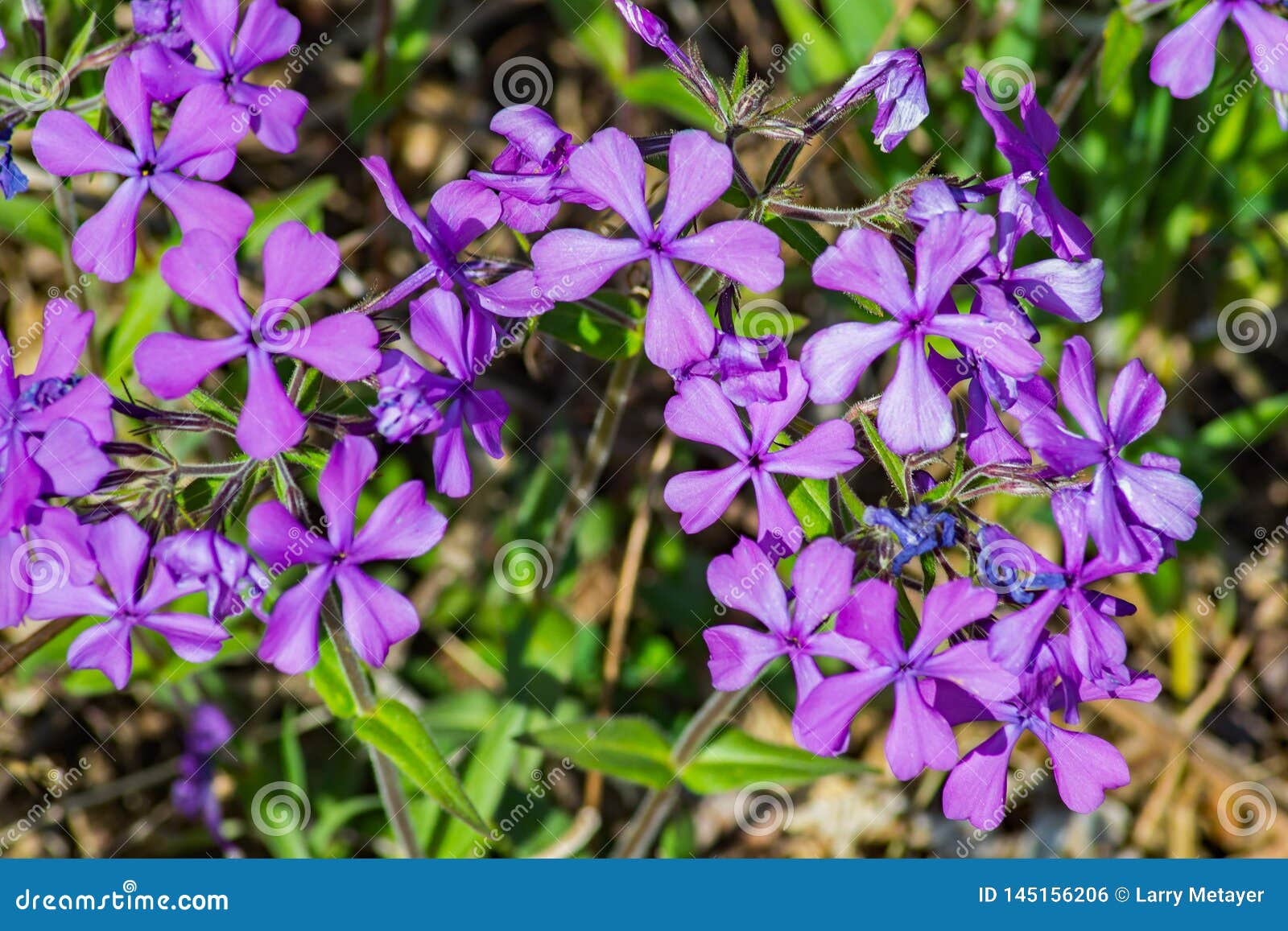 Colony of a Forest Phlox â€“ Phlox Divaricate Stock Photo - Image of ...