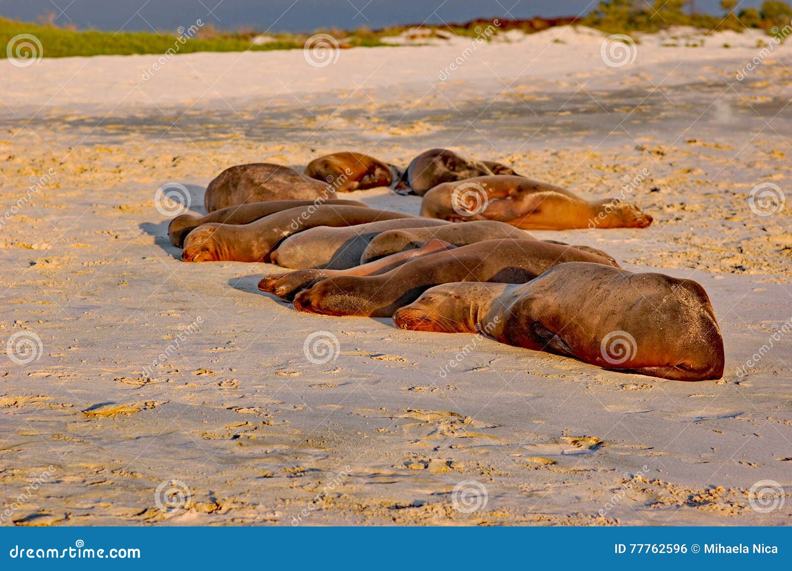colony of galapagos sea lions sleeping in sunset light
