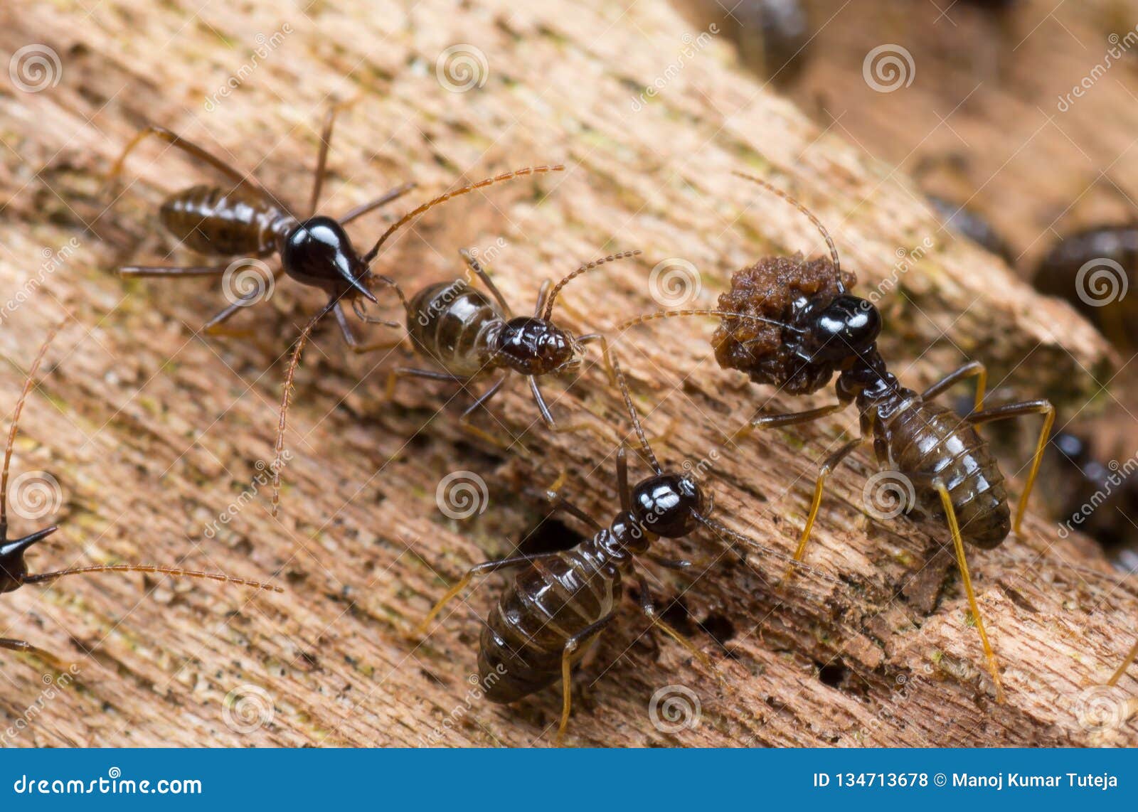 download grounded termite for free download grounded termite for free