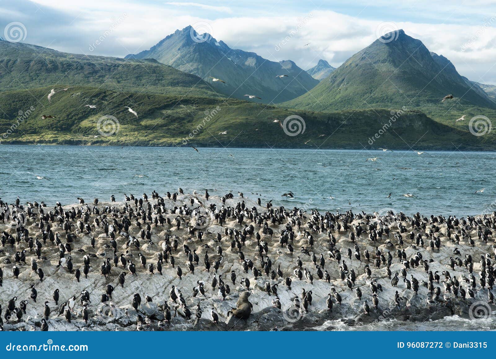 colony of king cormorants on ilha dos passaros located on the beagle channel, tierra del fuego