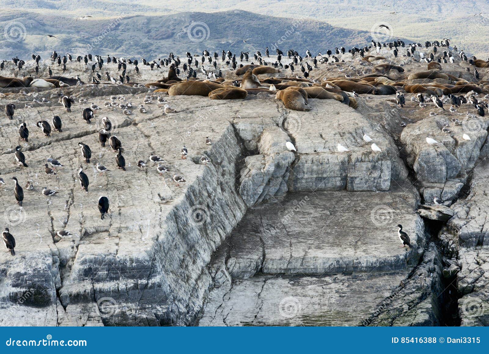 colony of king cormorants and sea lions, beagle channel