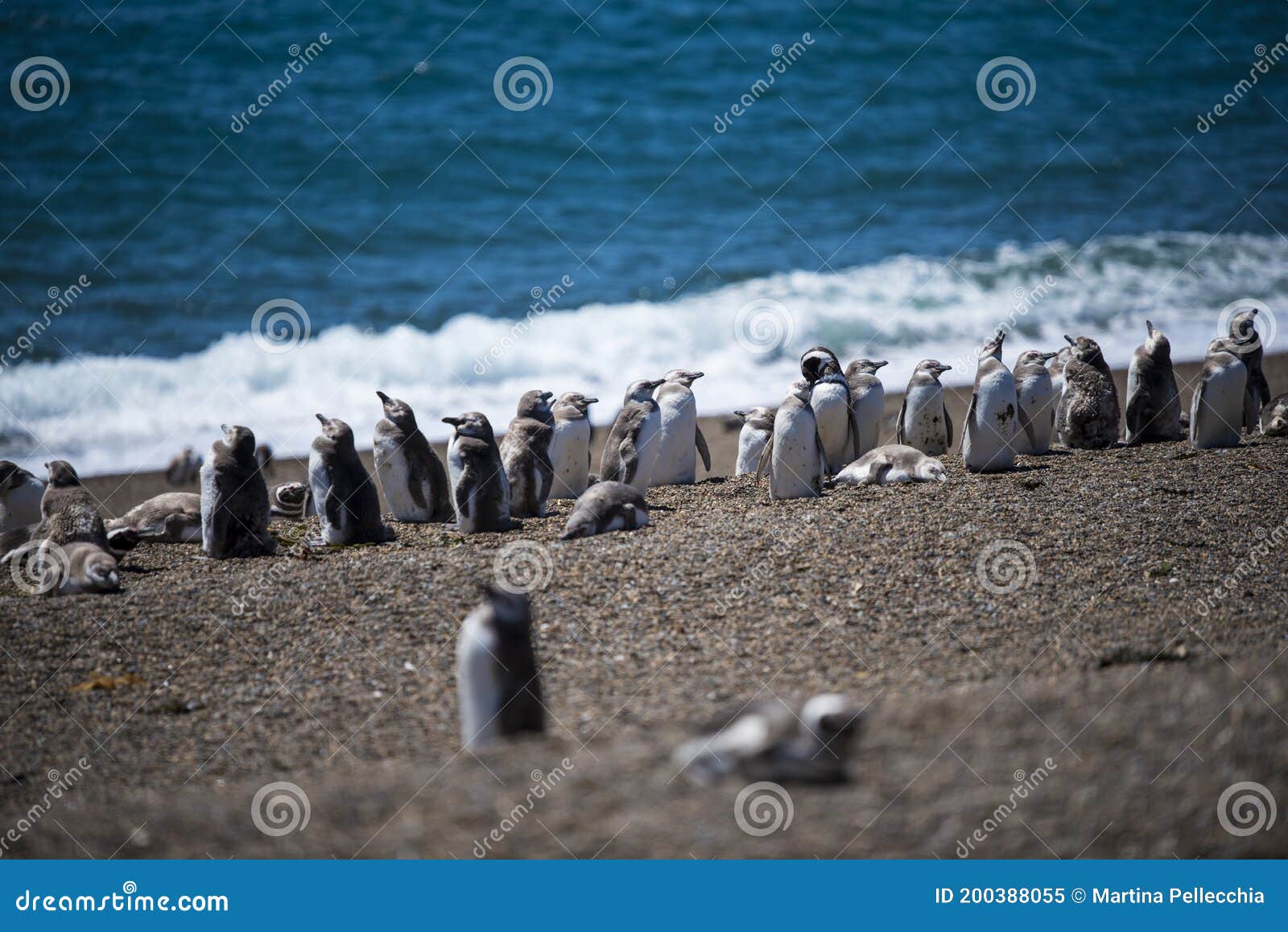 colony of magellanic penguins spheniscus magellanicus on isla magdalena in the strait of magellan, chile
