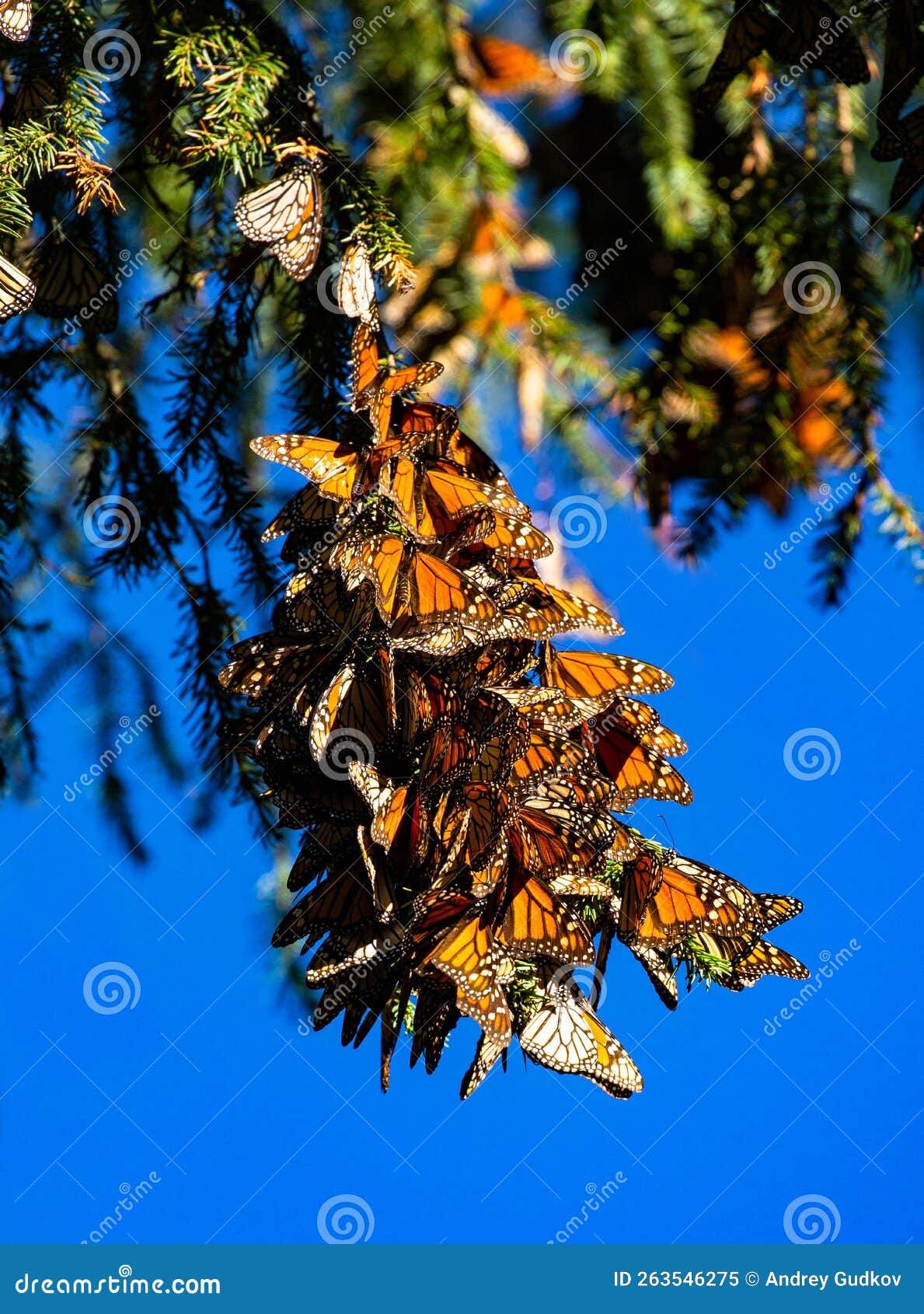 colony of monarch butterflies danaus plexippus on pine branches in a park el rosario, reserve of the biosfera monarca. angangueo