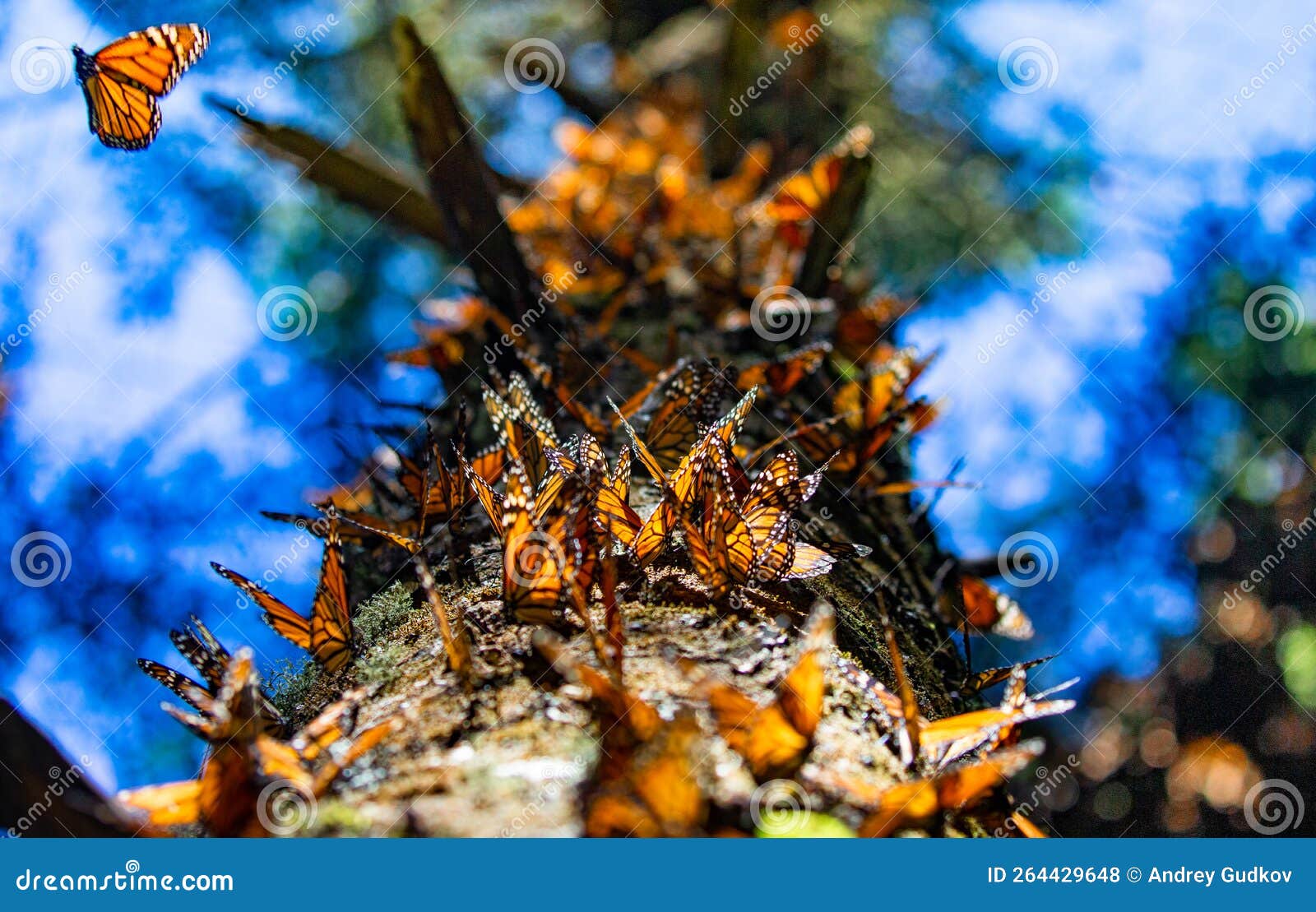 colony of monarch butterflies danaus plexippus on a pine trunk in a park el rosario, reserve of the biosfera monarca. angangueo