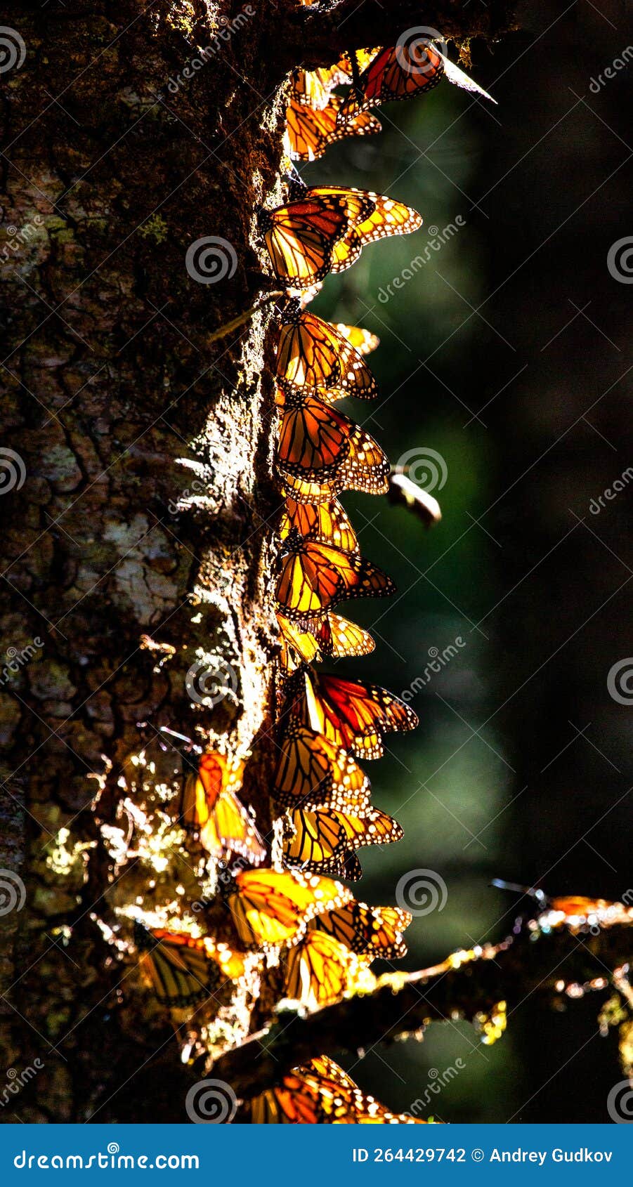 colony of monarch butterflies danaus plexippus on a pine trunk in a park el rosario, reserve of the biosfera monarca. angangueo