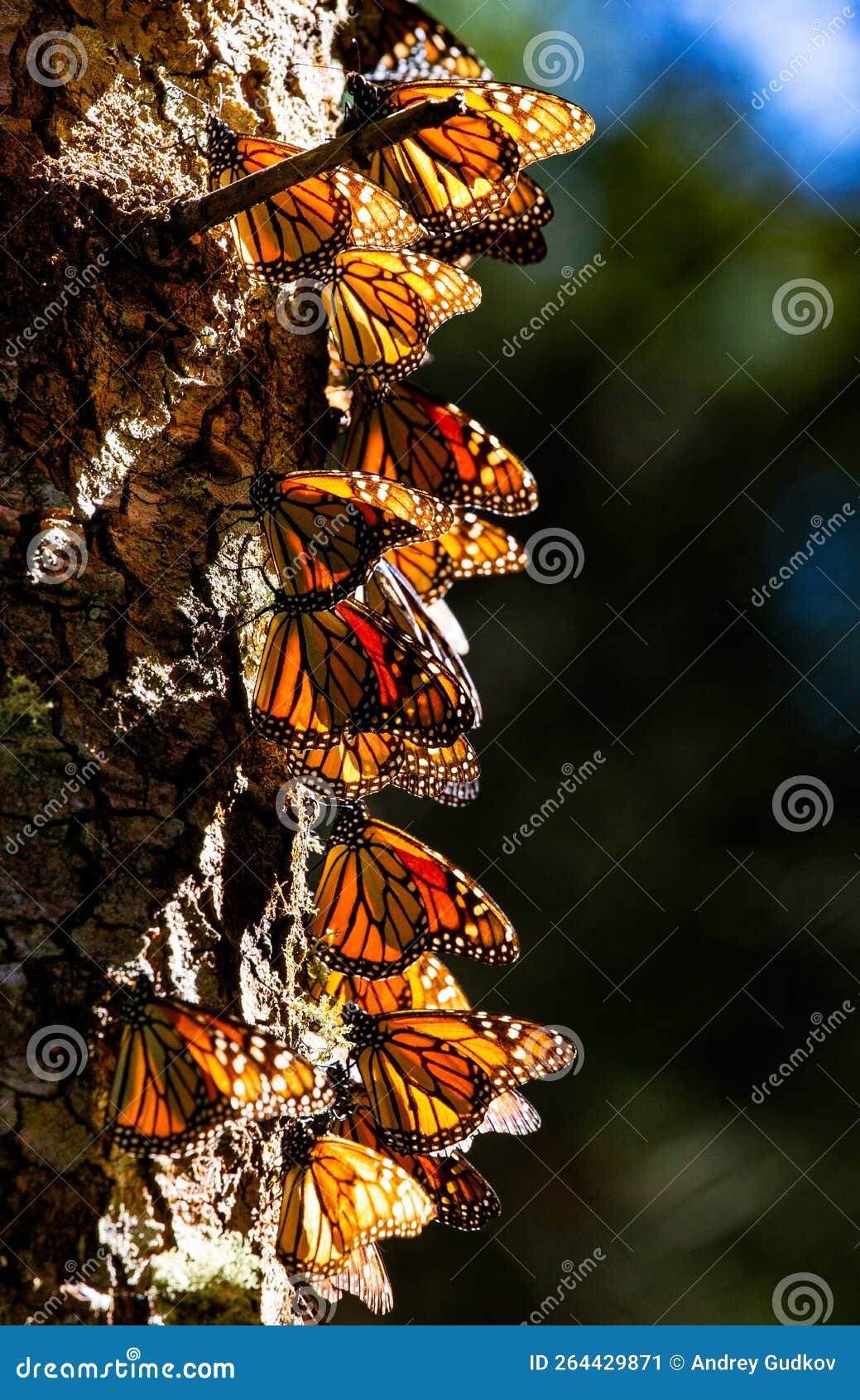 colony of monarch butterflies danaus plexippus on a pine trunk in a park el rosario, reserve of the biosfera monarca. angangueo