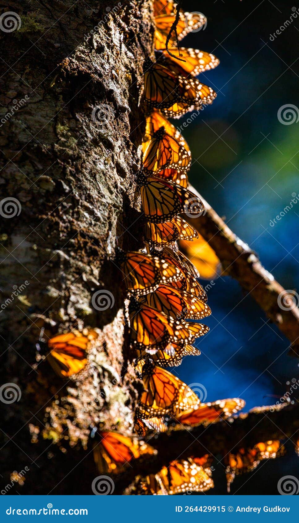 colony of monarch butterflies danaus plexippus on a pine trunk in a park el rosario, reserve of the biosfera monarca. angangueo