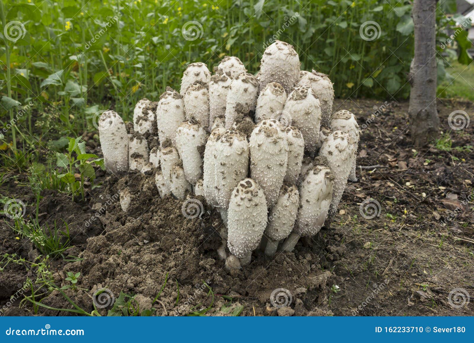 Colony Mushrooms Coprinus Comatus Growing In The Garden Anti