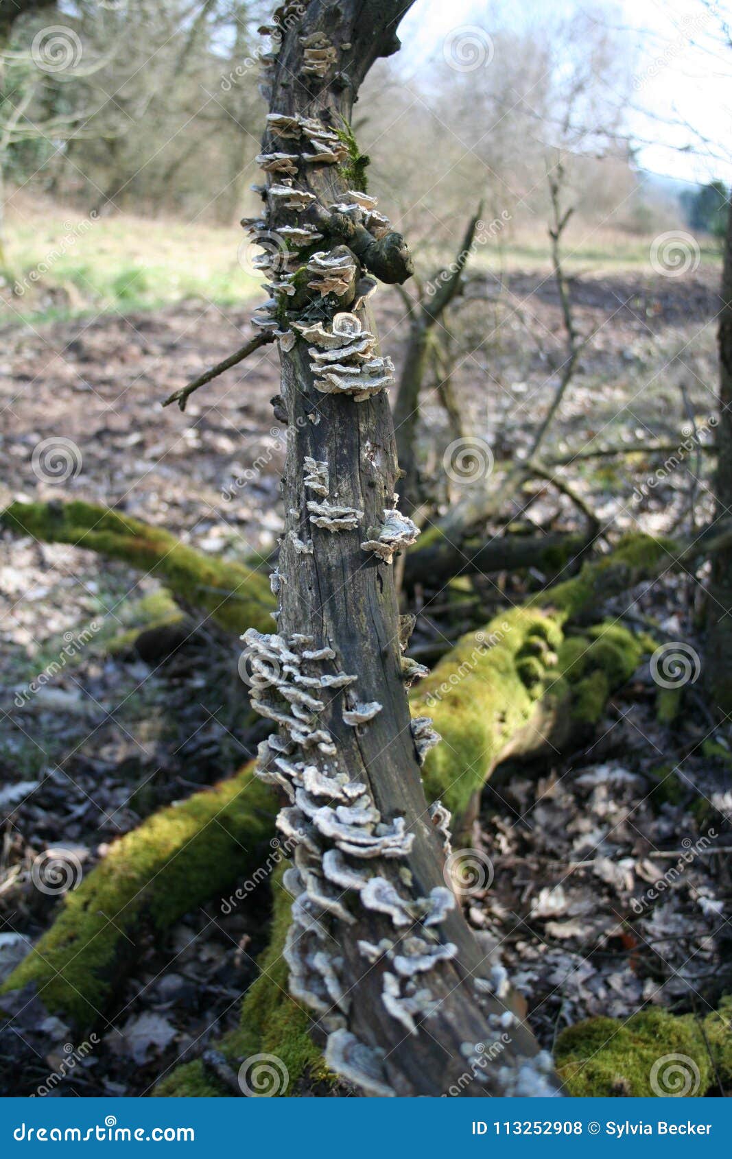 a colony of mushrooms on a treetrunk