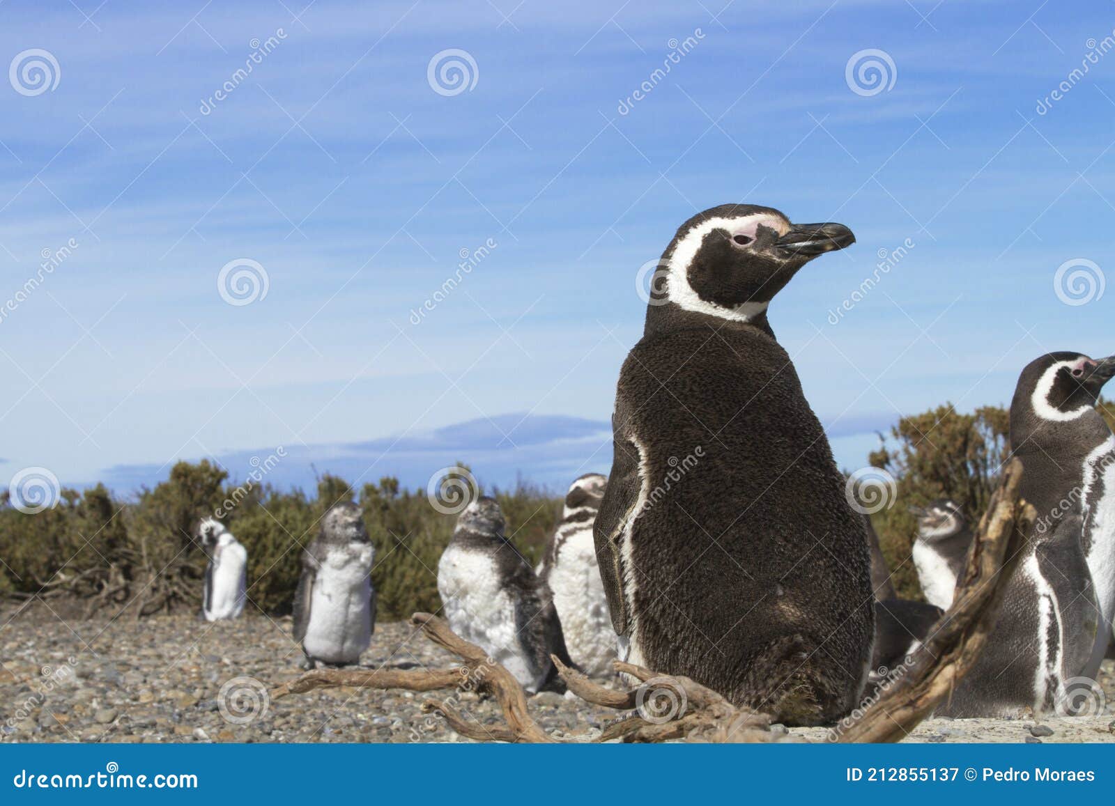 colony of penguins.