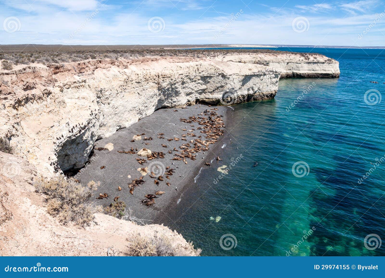 sea lions near puerto madryn, argentina