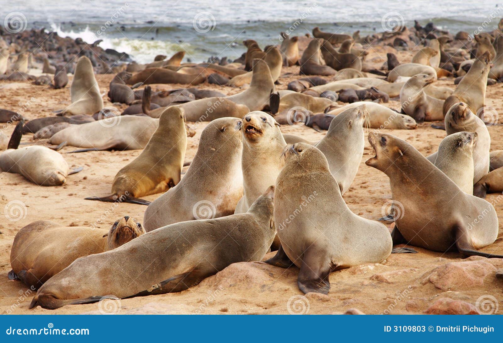 Colony of seals stock image. Image of stone, noise, surf 3109803