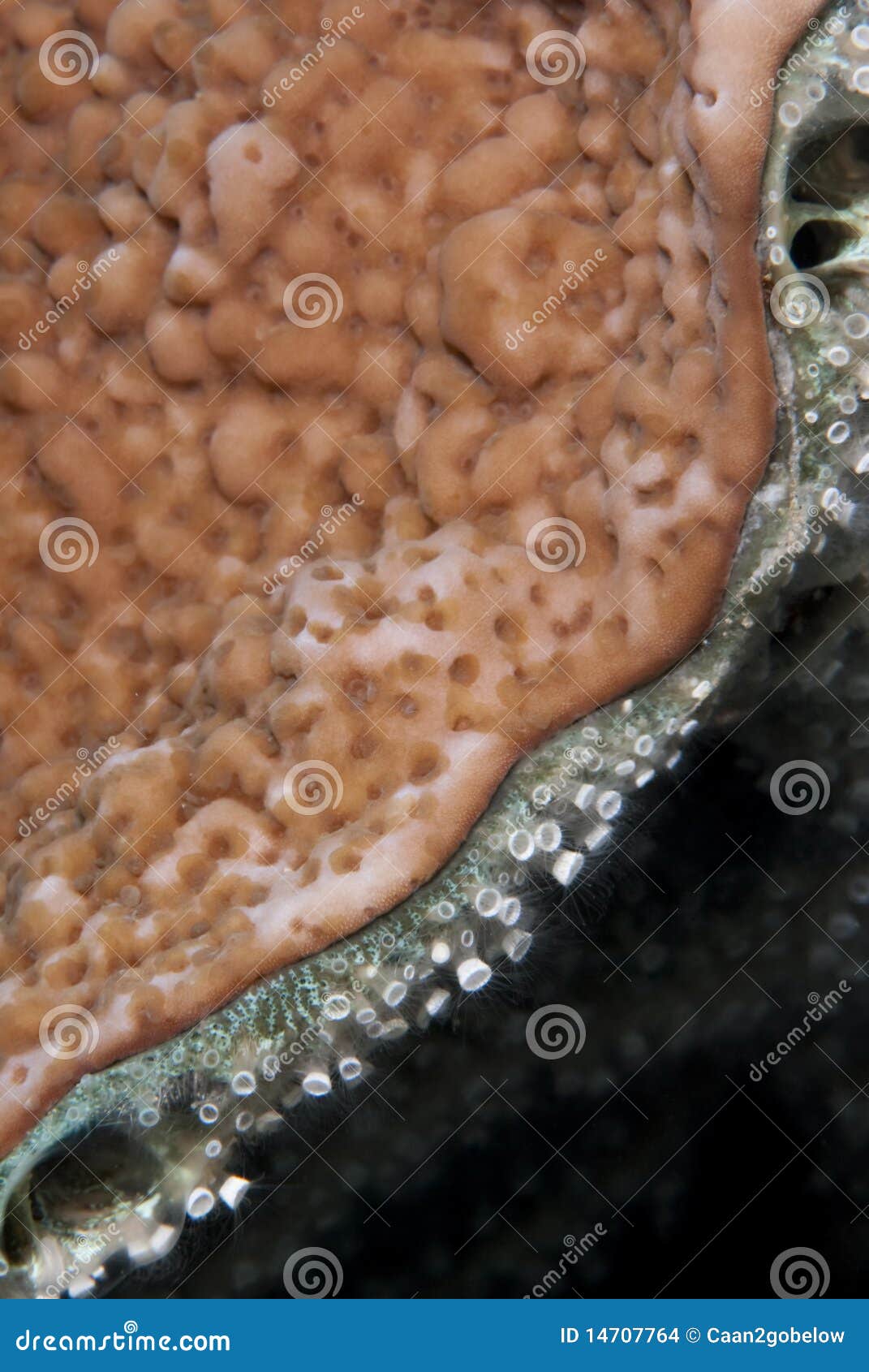 colony of tubular sponge polyps.