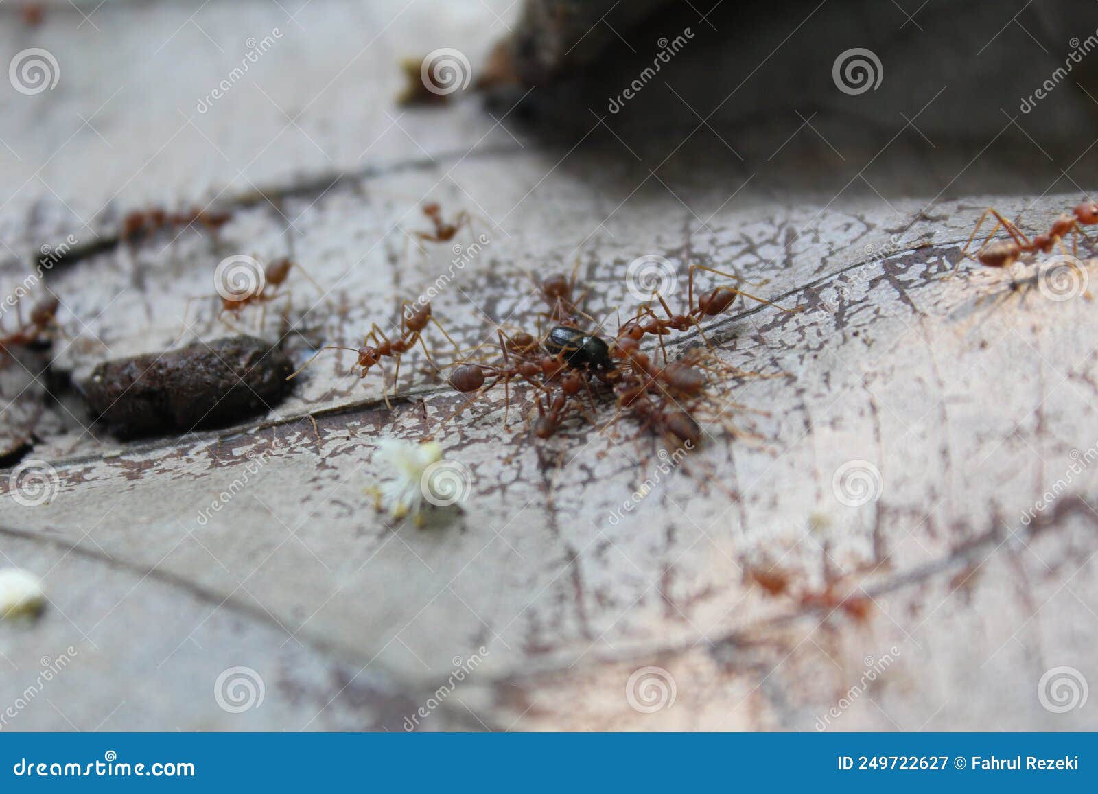 A Colony of Weaver Ants Swarming Around Dead Insects Stock Image