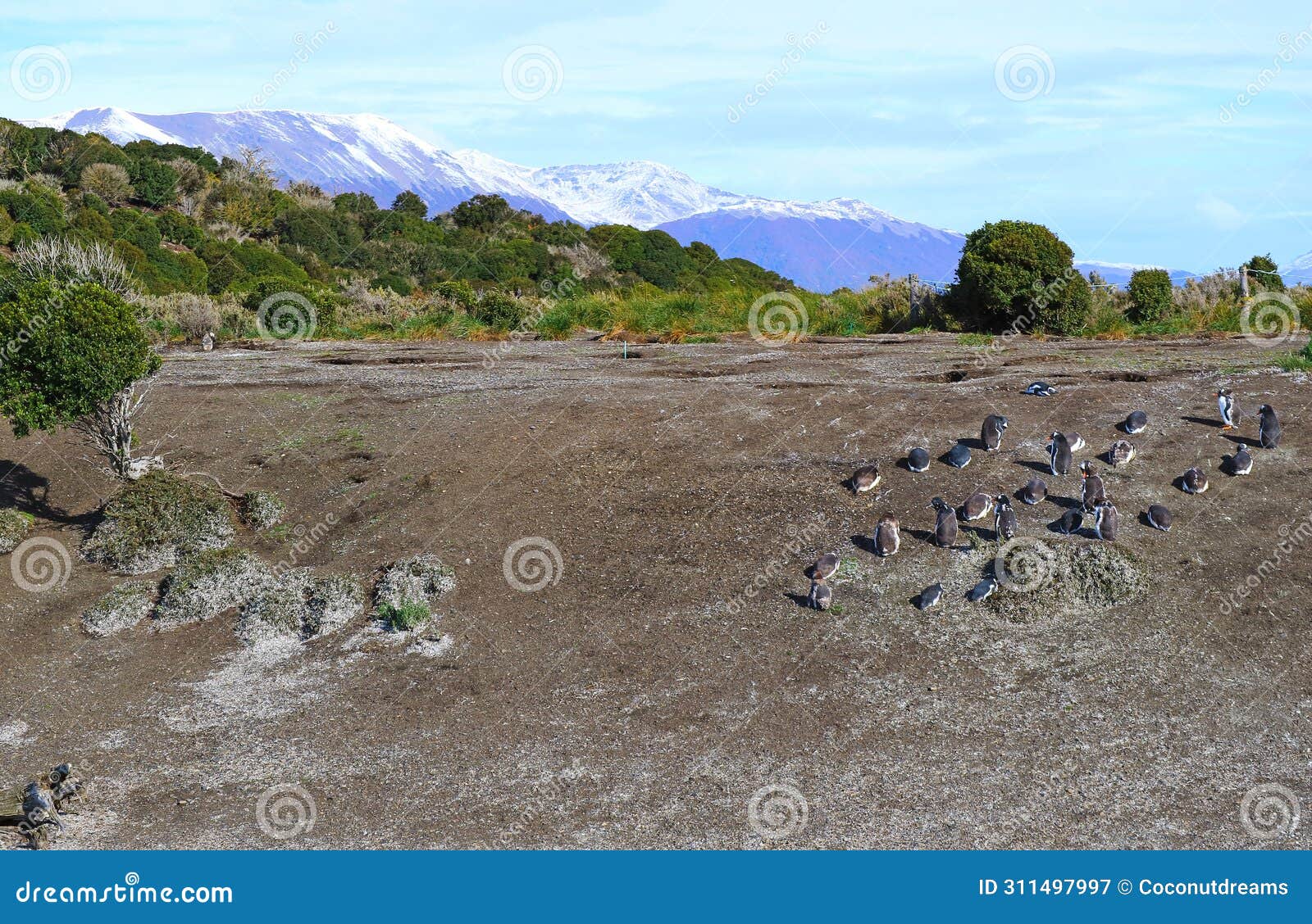 colony of wild penguins on the martillo island, ushuaia, patagonia, argentina