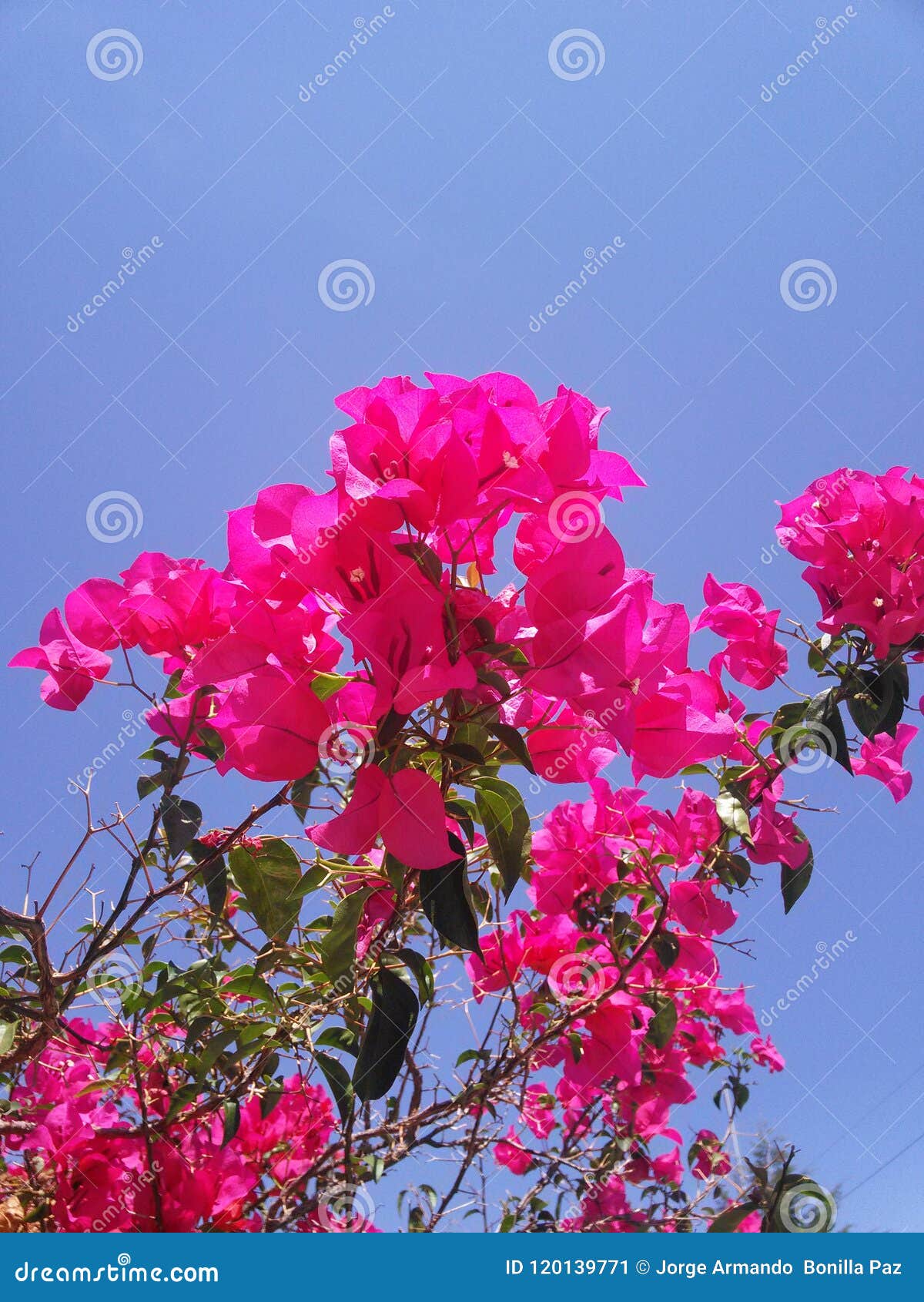 Flower blue skies stock image. Image of alive, color 120139771
