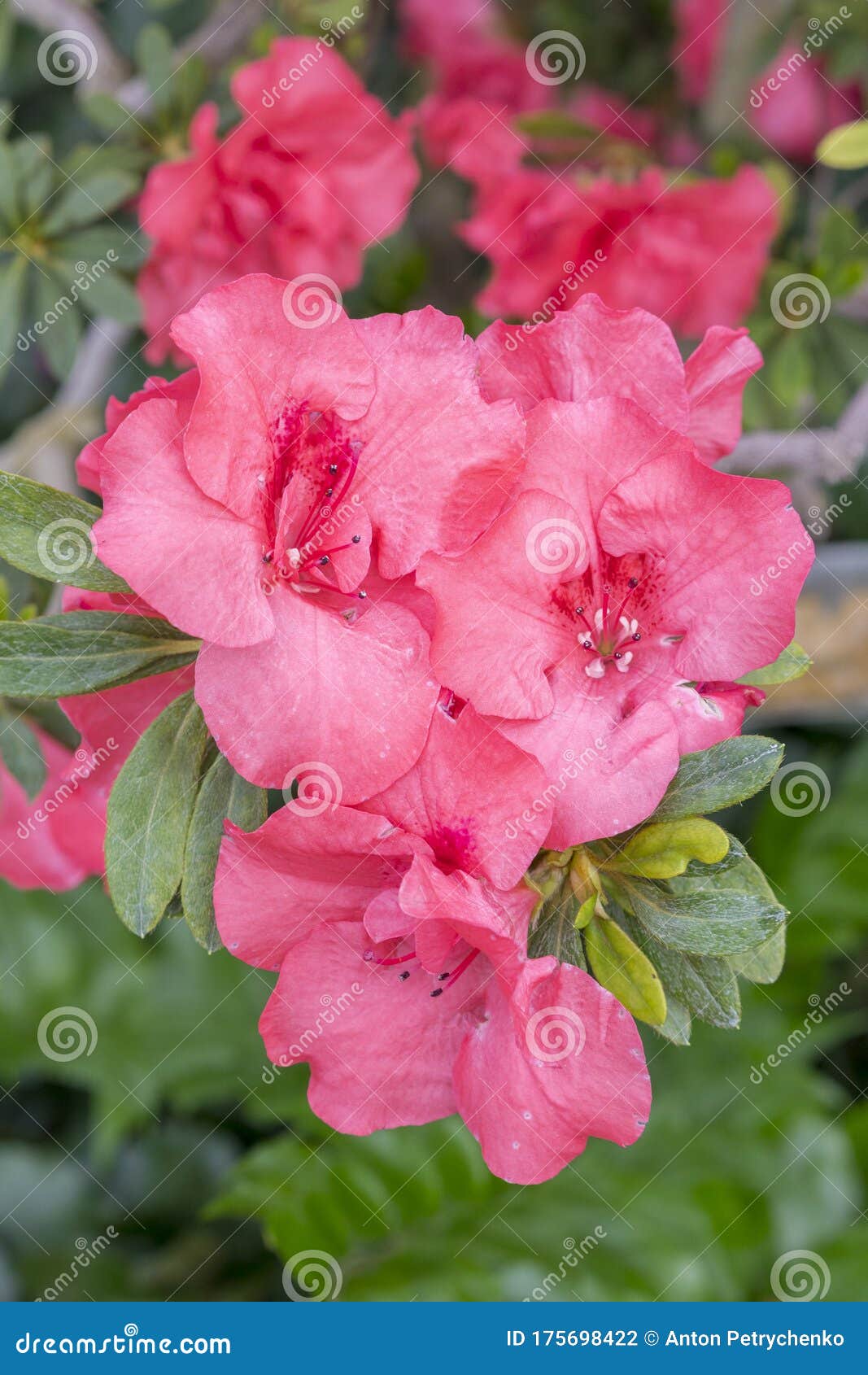 Color Azalea Flor Rojo. Azaleas Violeta Con Flores En El Jardín De  Invierno. Imagen De Cierre Horizontal De Rododendrón. Temporada Foto de  archivo - Imagen de verde, frescura: 175698422