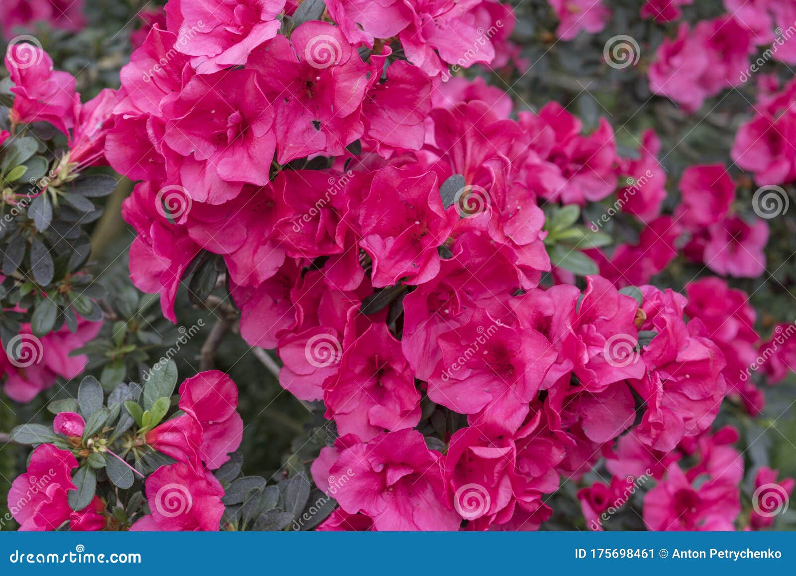 Color Azalea Flor Rojo. Azaleas Violeta Con Flores En El Jardín De  Invierno. Imagen De Cierre Horizontal De Rododendrón. Temporada Imagen de  archivo - Imagen de hoja, azalea: 175698461