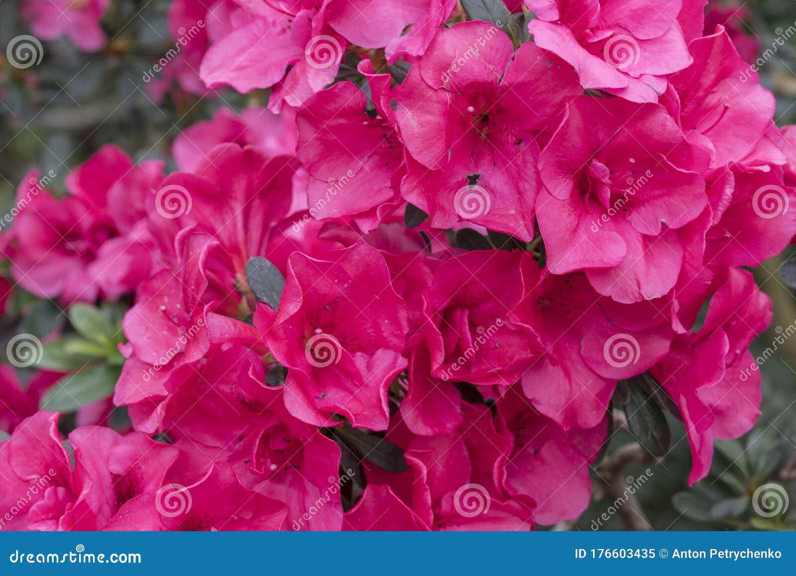 Color Azalea Flor Rojo. Azaleas Violeta Con Flores En El Jardín De  Invierno. Imagen De Cierre Horizontal De Rododendrón. Temporada Imagen de  archivo - Imagen de parque, macro: 176603435