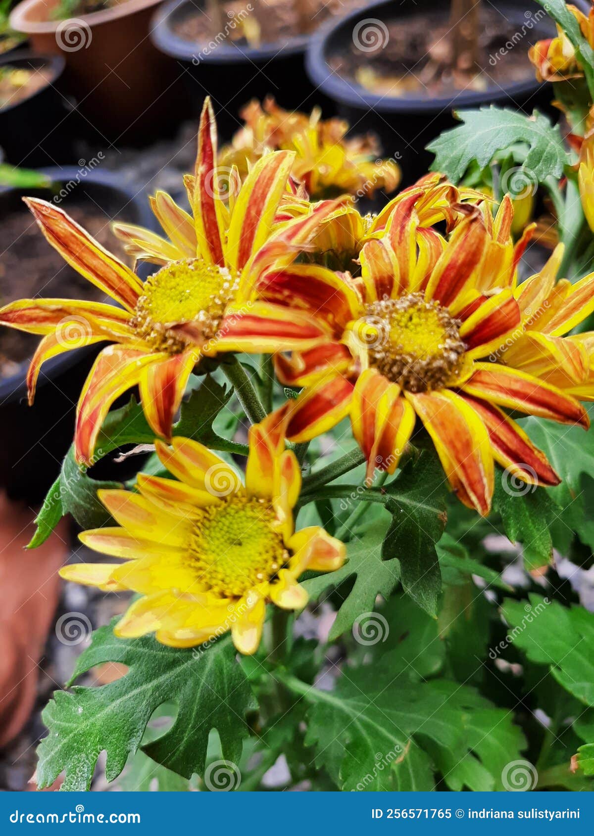 Color Combination Chrysanthemum Stock Image Image of color