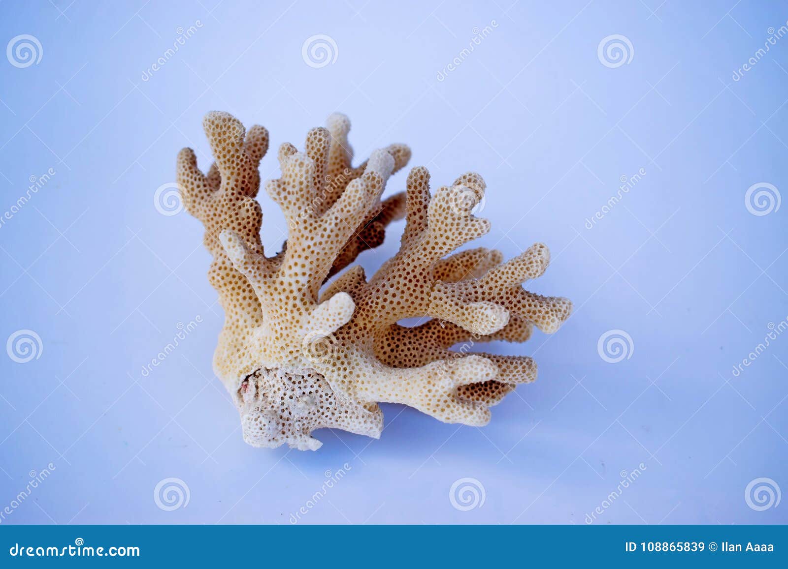 color coral on blue background
