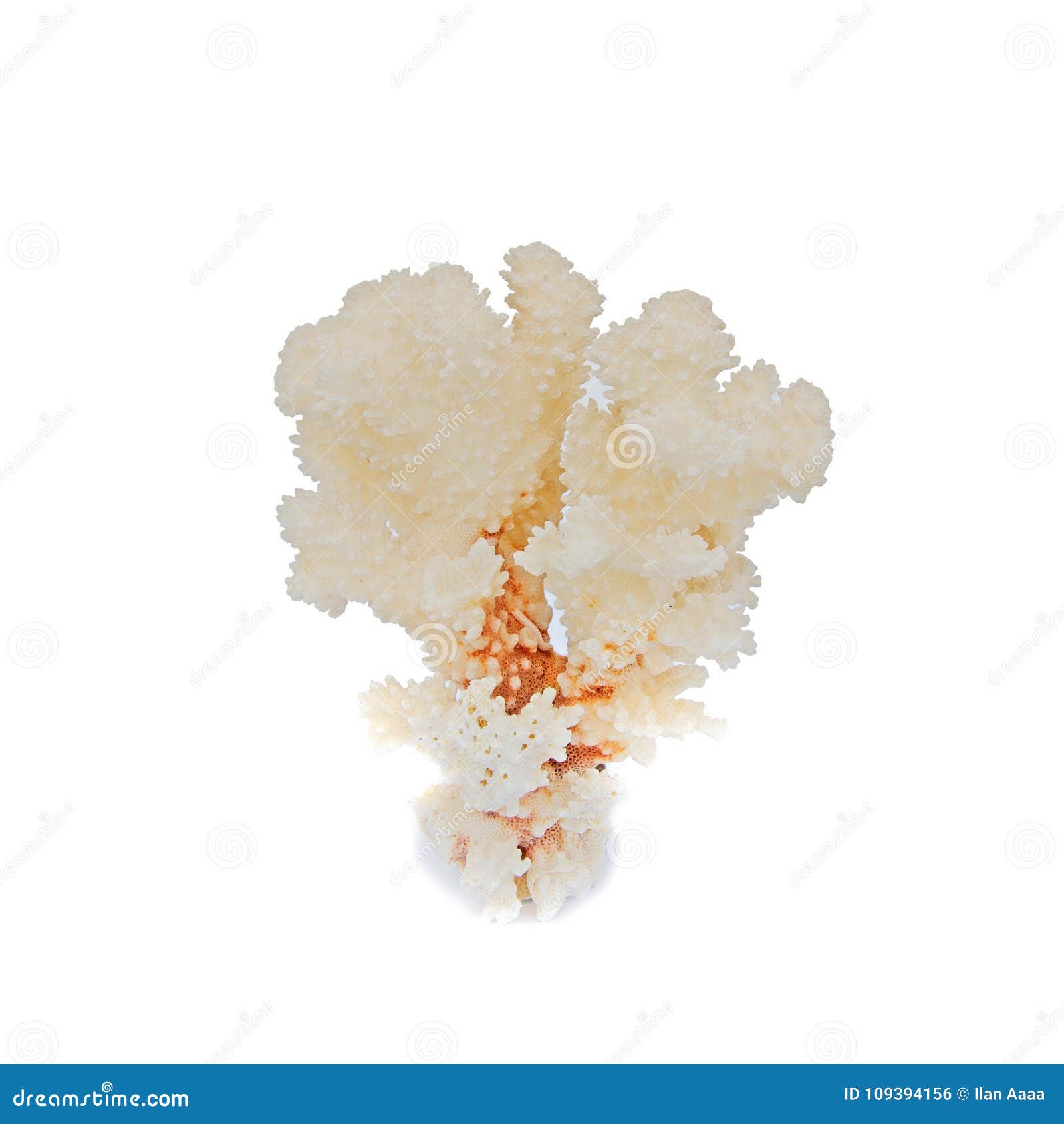 color coral on white background