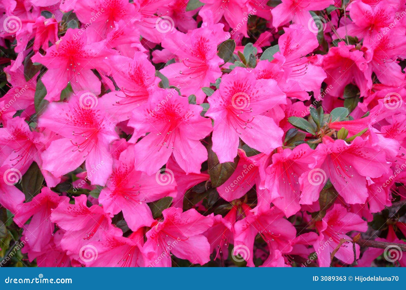 Color de rosa mexicano imagen de archivo. Imagen de esfera - 3089363