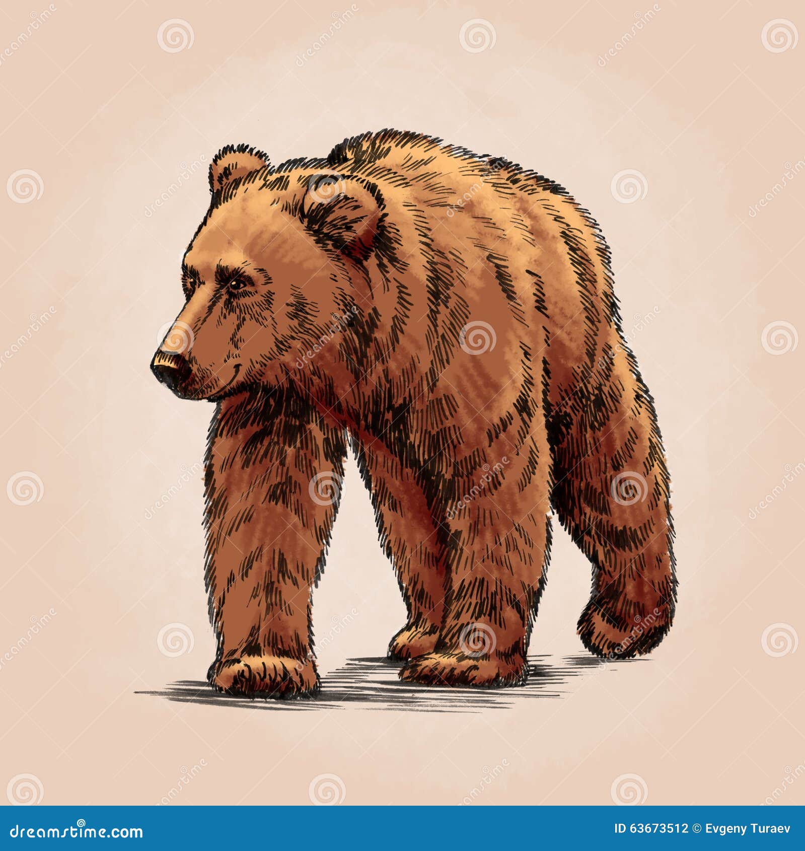 Color Engrave Isolated Grizzly Bear Stock Illustration ...