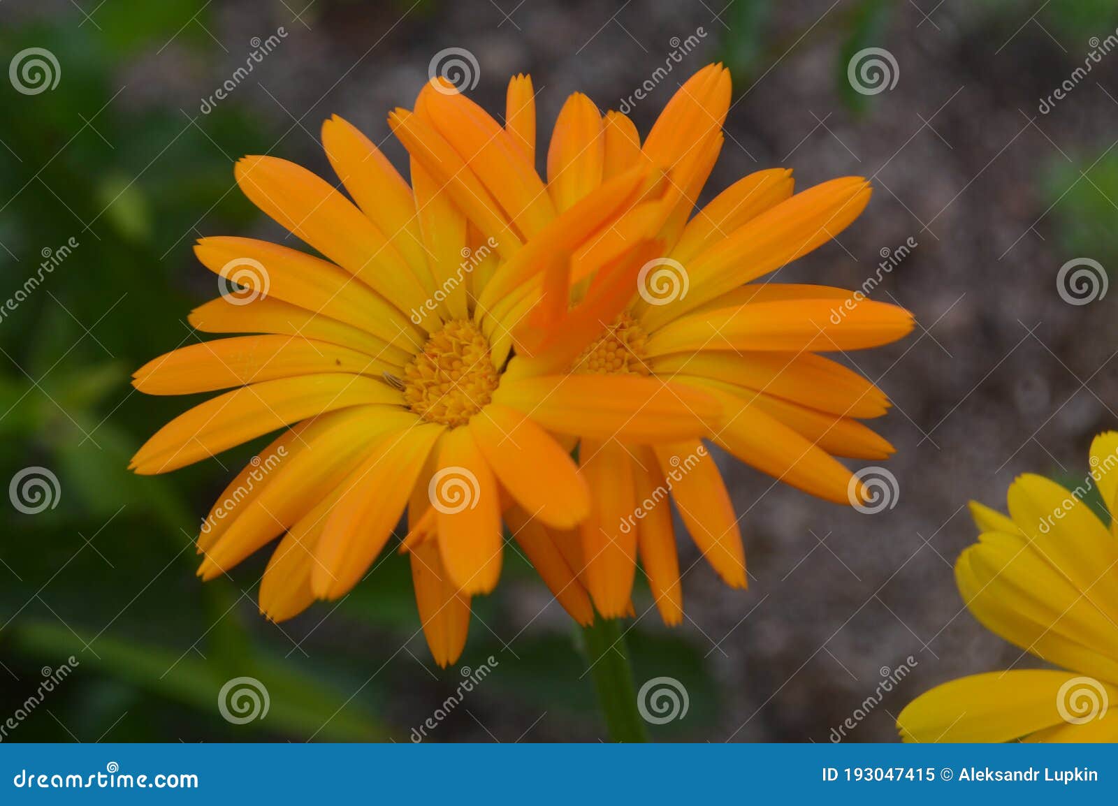 Color Flowers in the Garden at the Country Stock Image - Image of ...