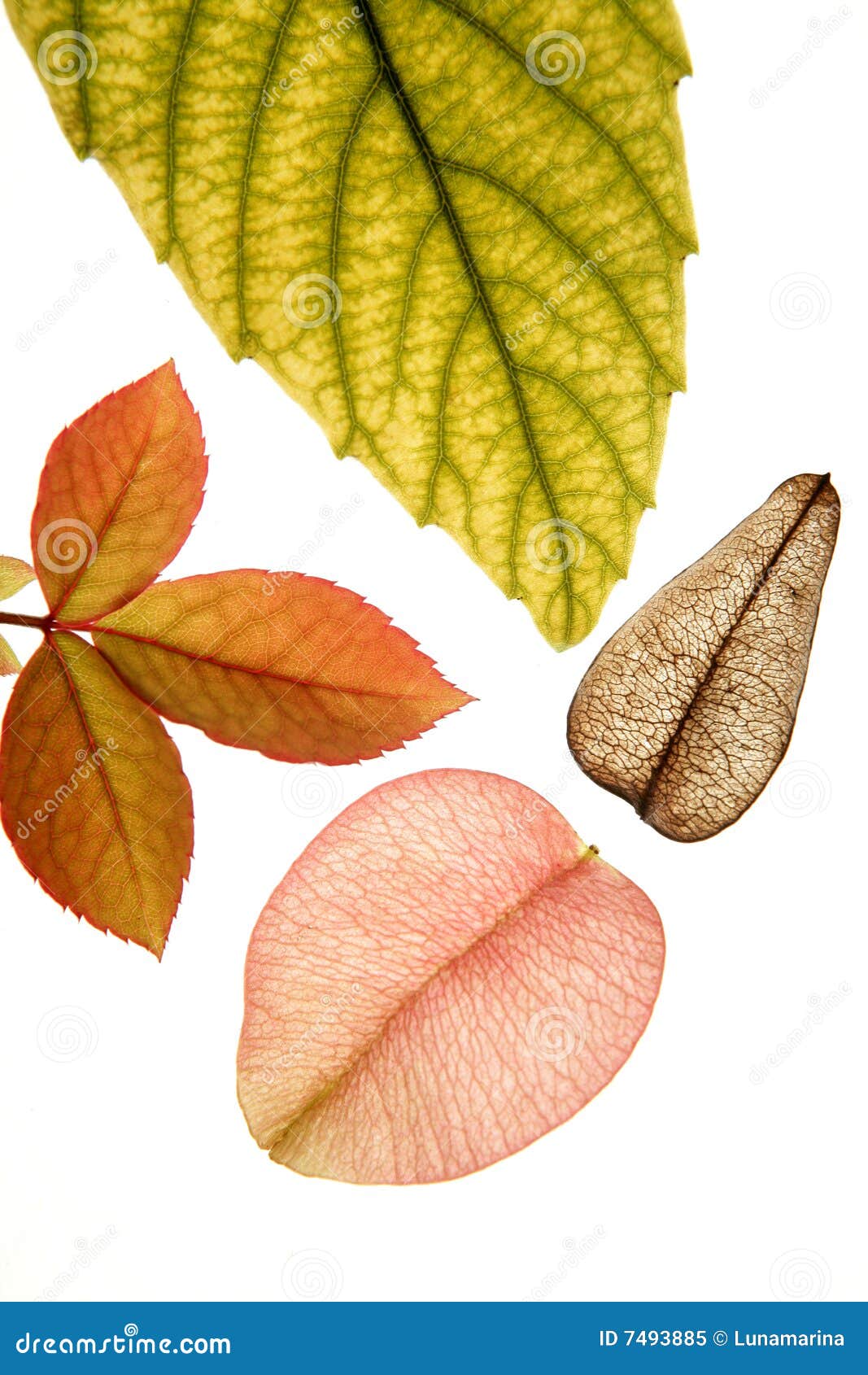 Color Flowers, Leaves, Petals, Isolated White Back Stock Image Image
