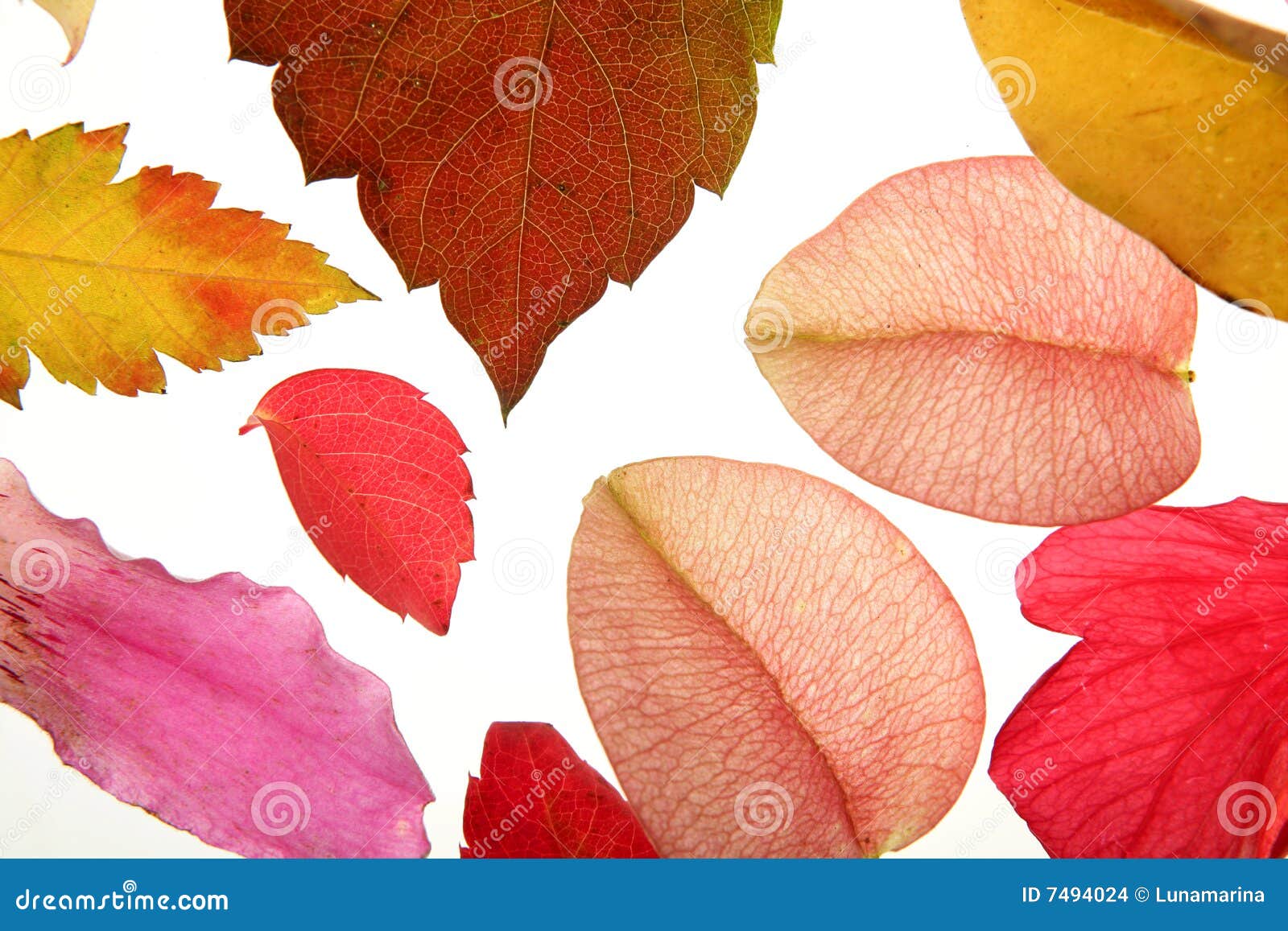 Color Flowers, Leaves, Petals, Isolated White Back Stock Photo Image