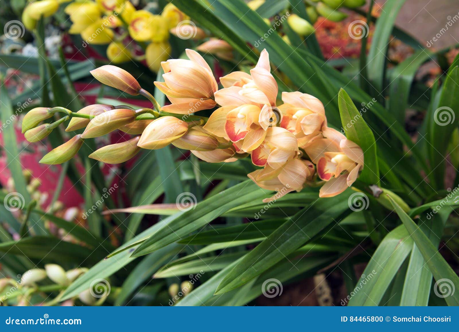 Color Hermoso De Las Orquídeas Del Cymbidium Foto de archivo - Imagen de  cubo, flores: 84465800