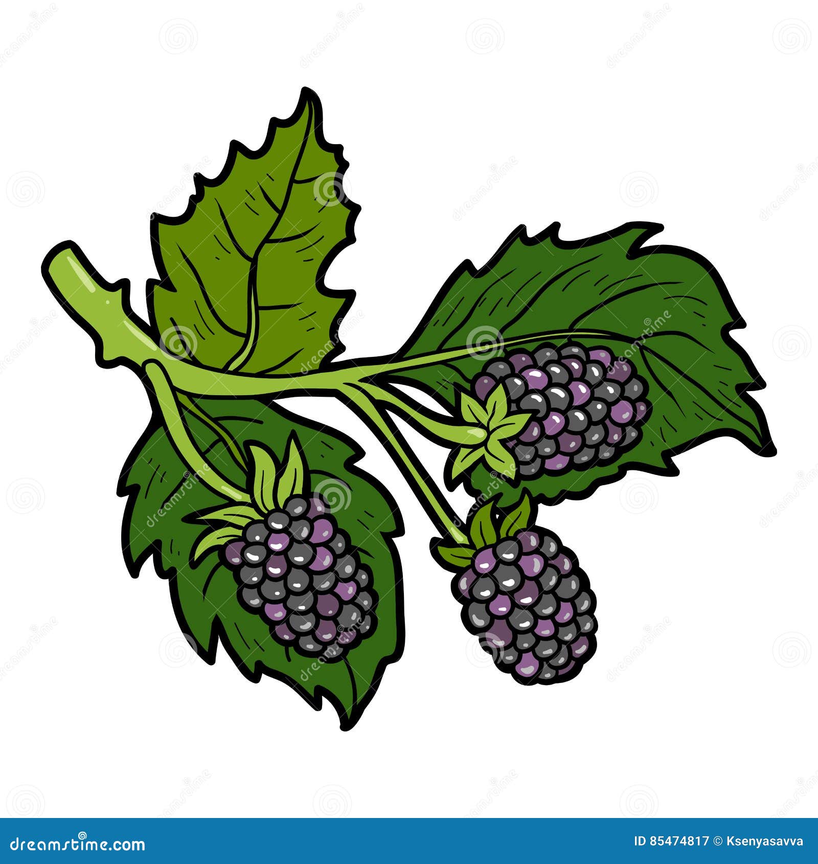 Color Image, Cartoon Berry, Blackberries Stock Vector Illustration of