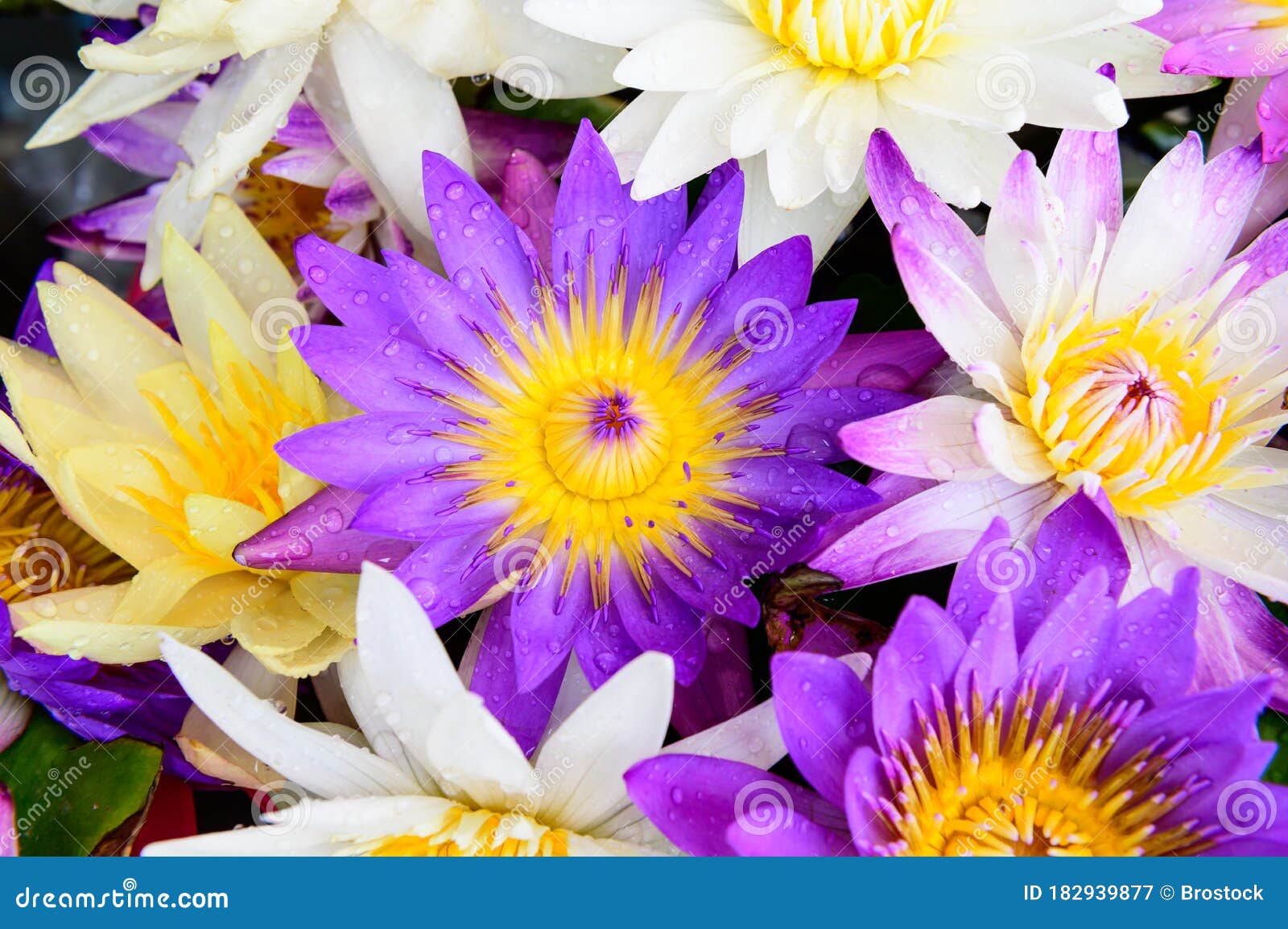 Color Lotus Flower Blooming Stock Image - Image of purple, spring: 182939877