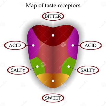 Color Map of Taste Receptors in the Tongue, Four Flavors - Sweet, Sour ...
