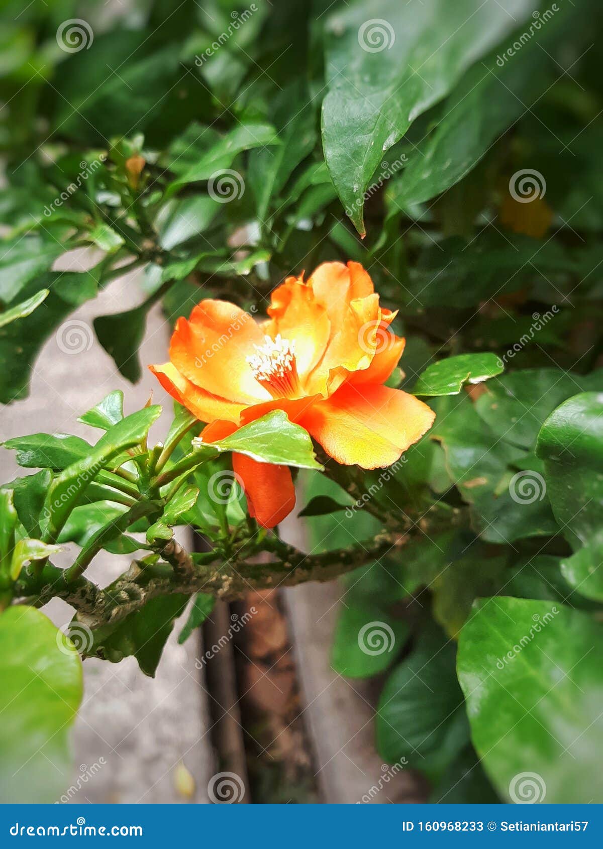 Color Naranja De La Flor De Una Sola Camelia También Conocida Como Camellia  Japonesa Imagen de archivo - Imagen de exterior, planta: 160968233