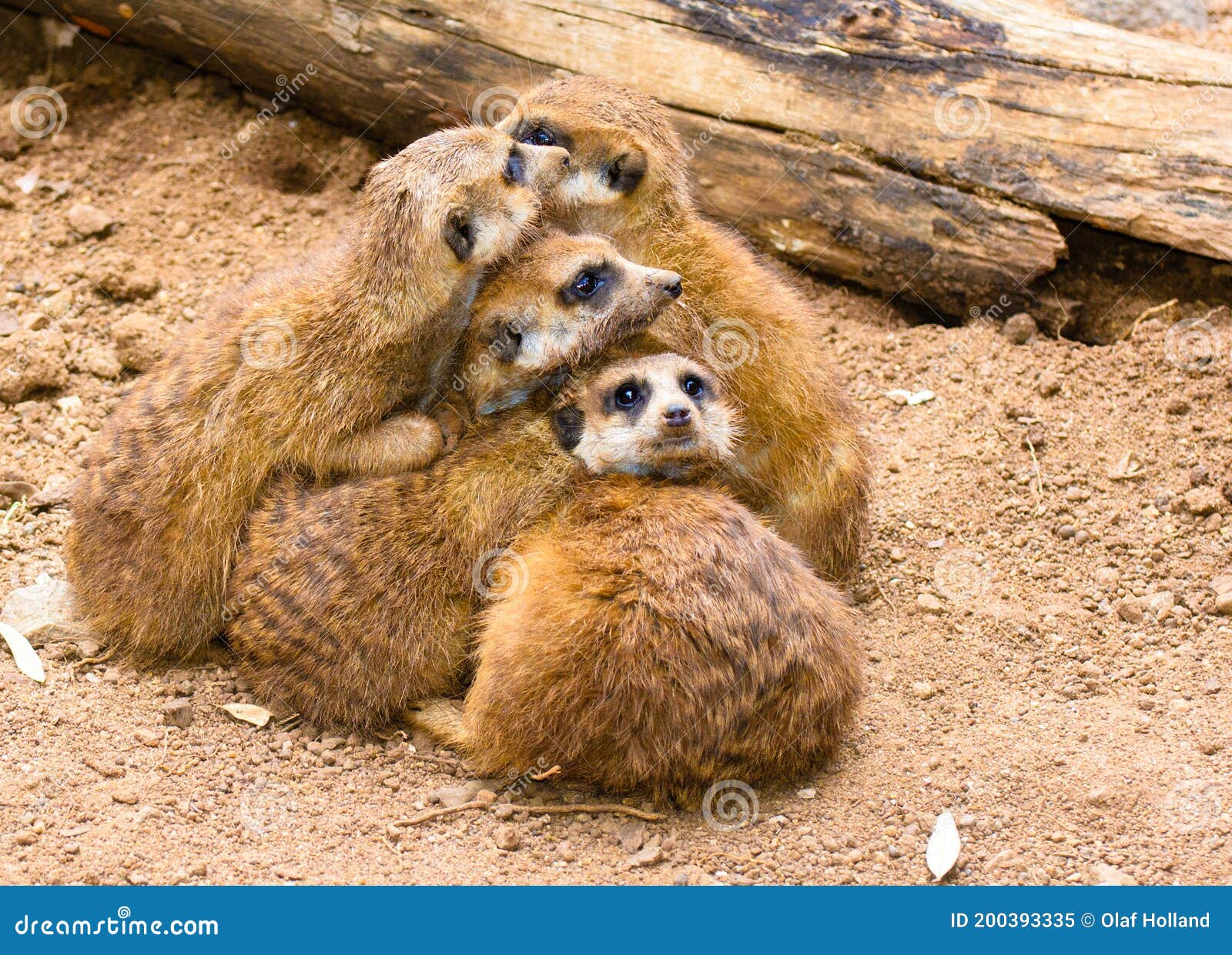 Cozy Meerkats Group Relaxing, Cuddling and Laying in a Bunch Close Together  Made in South Africa Stock Image - Image of beautiful, love: 200393335