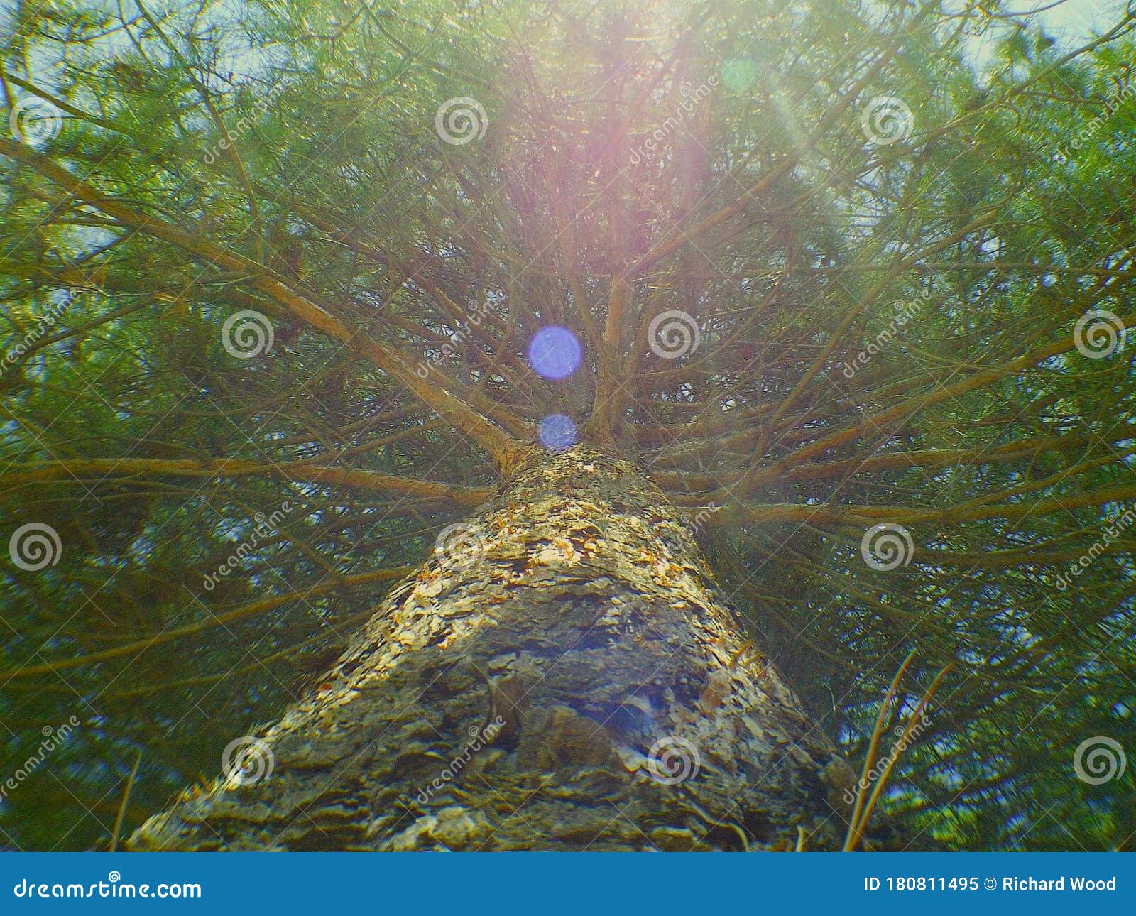 Color Pine Tree in Ogden Utah 2012 Stock Image Image of floor, ogden