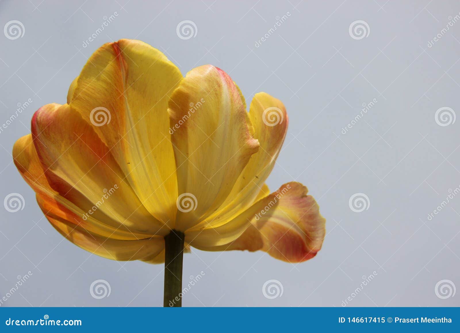 Color Pleine Floraison Une Tulip With Murky Gray Sky Jaune