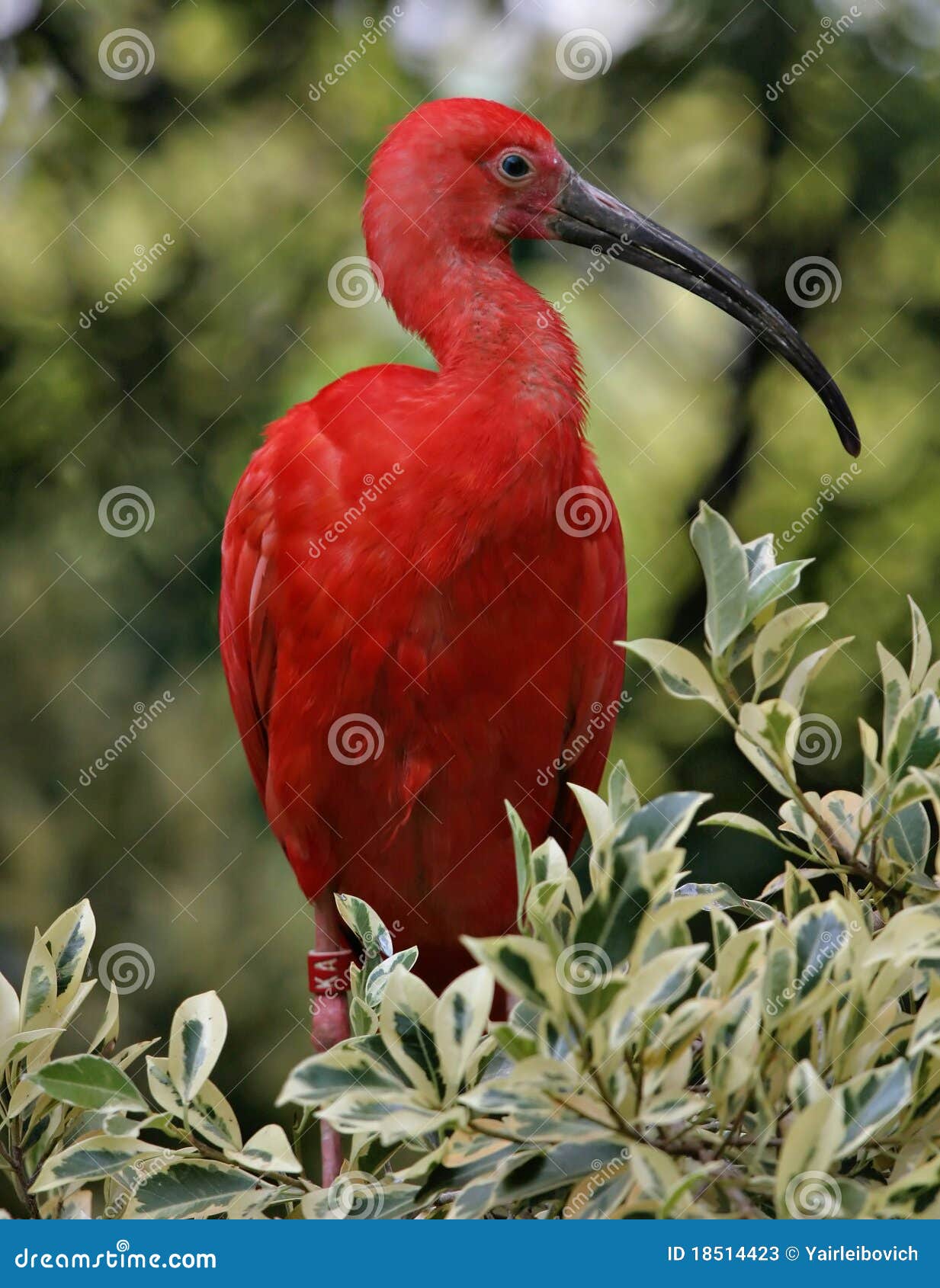 Color scarlatto dell'Ibis su un albero