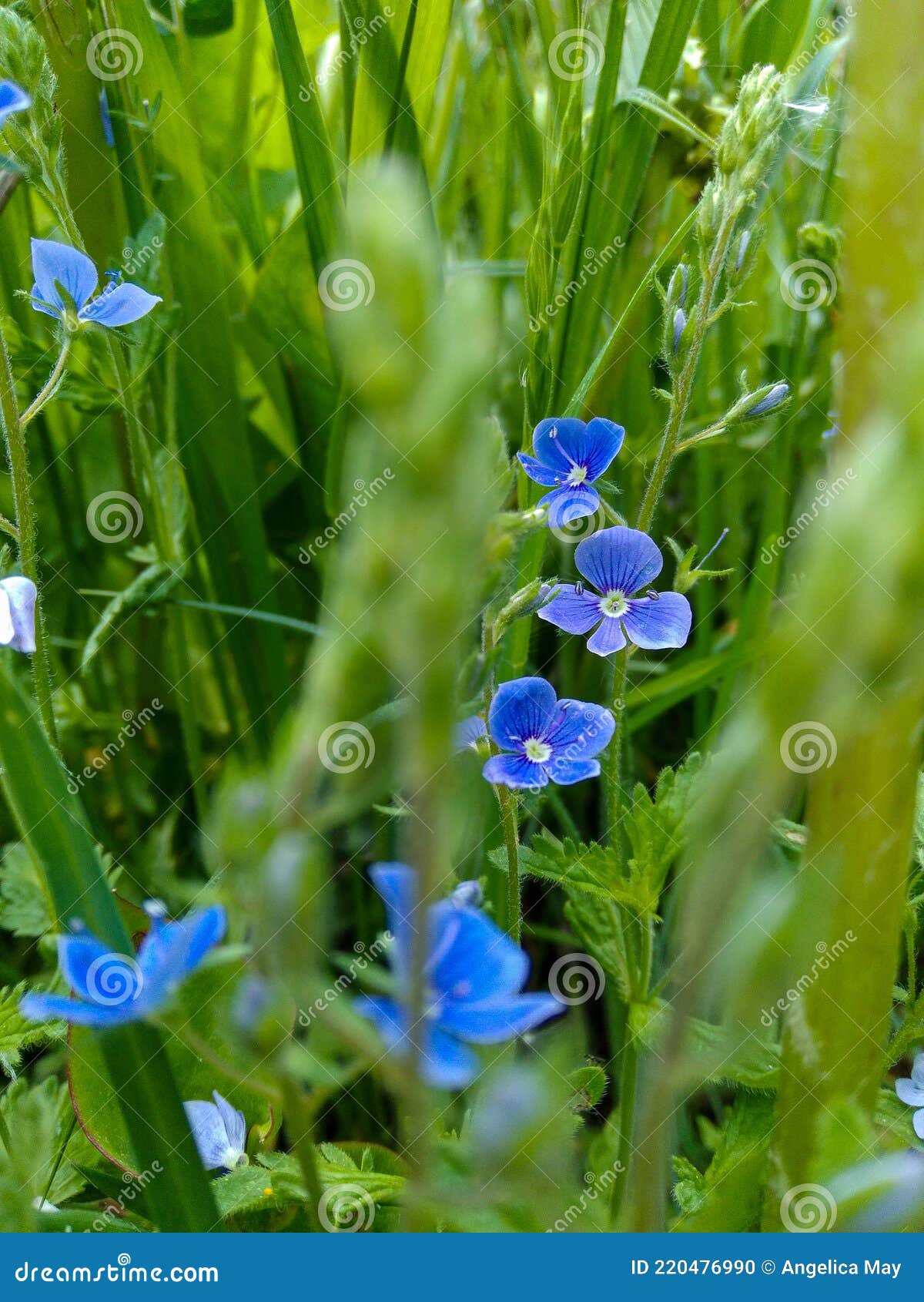 Color of spring flowers stock photo. Image of lawn, beautiful 220476990