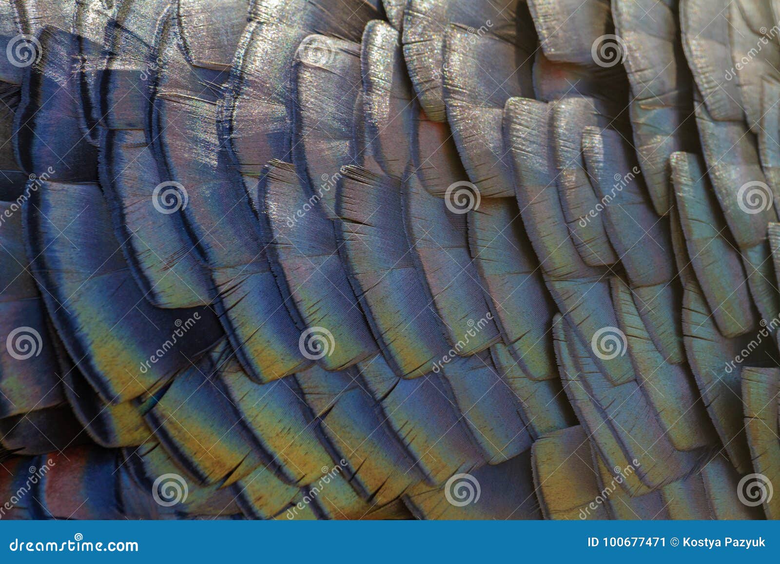 Color turkey feathers stock image. Image of isolated - 100677471